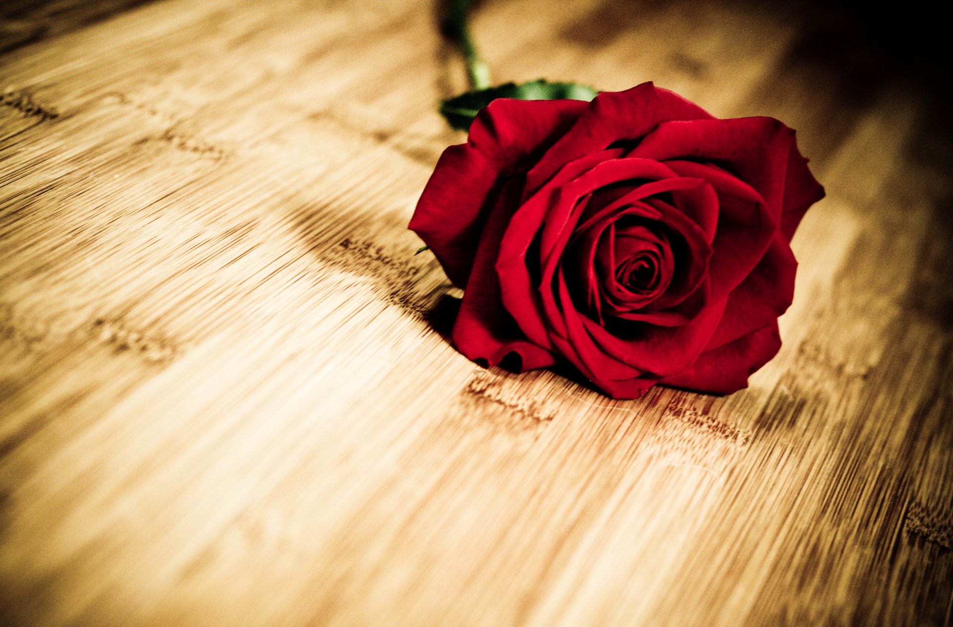 flowers flower flower rose red petals background wallpaper widescreen fullscreen widescreen widescreen