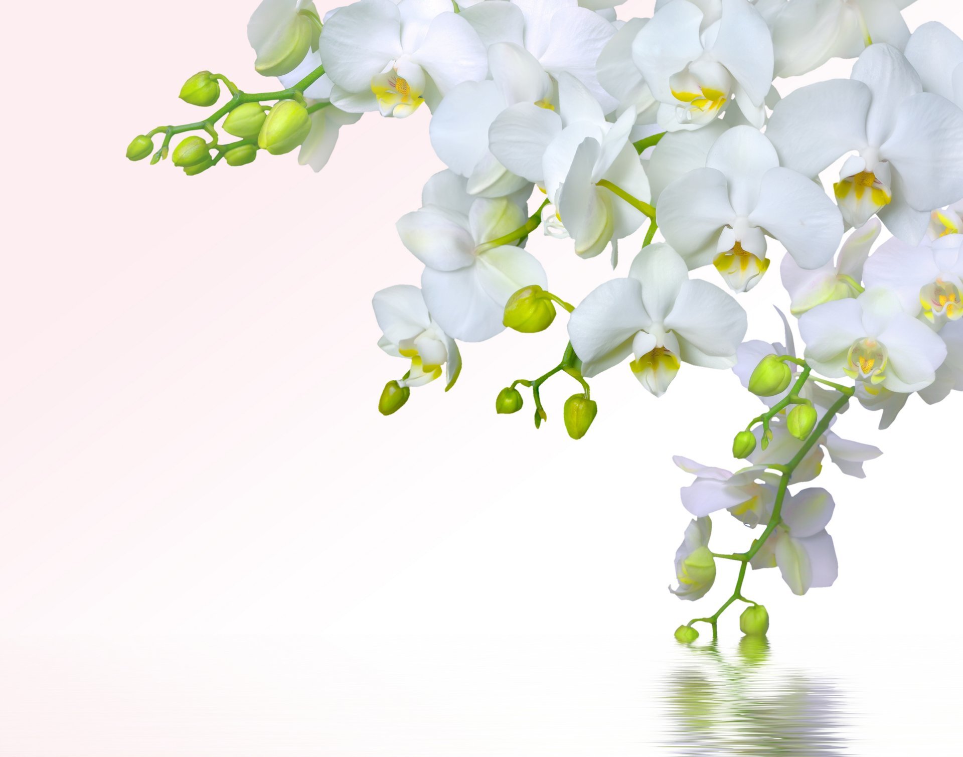 orchid white petals branch beauty flowers tenderness water screensavers orchids phalaenopsis white splash