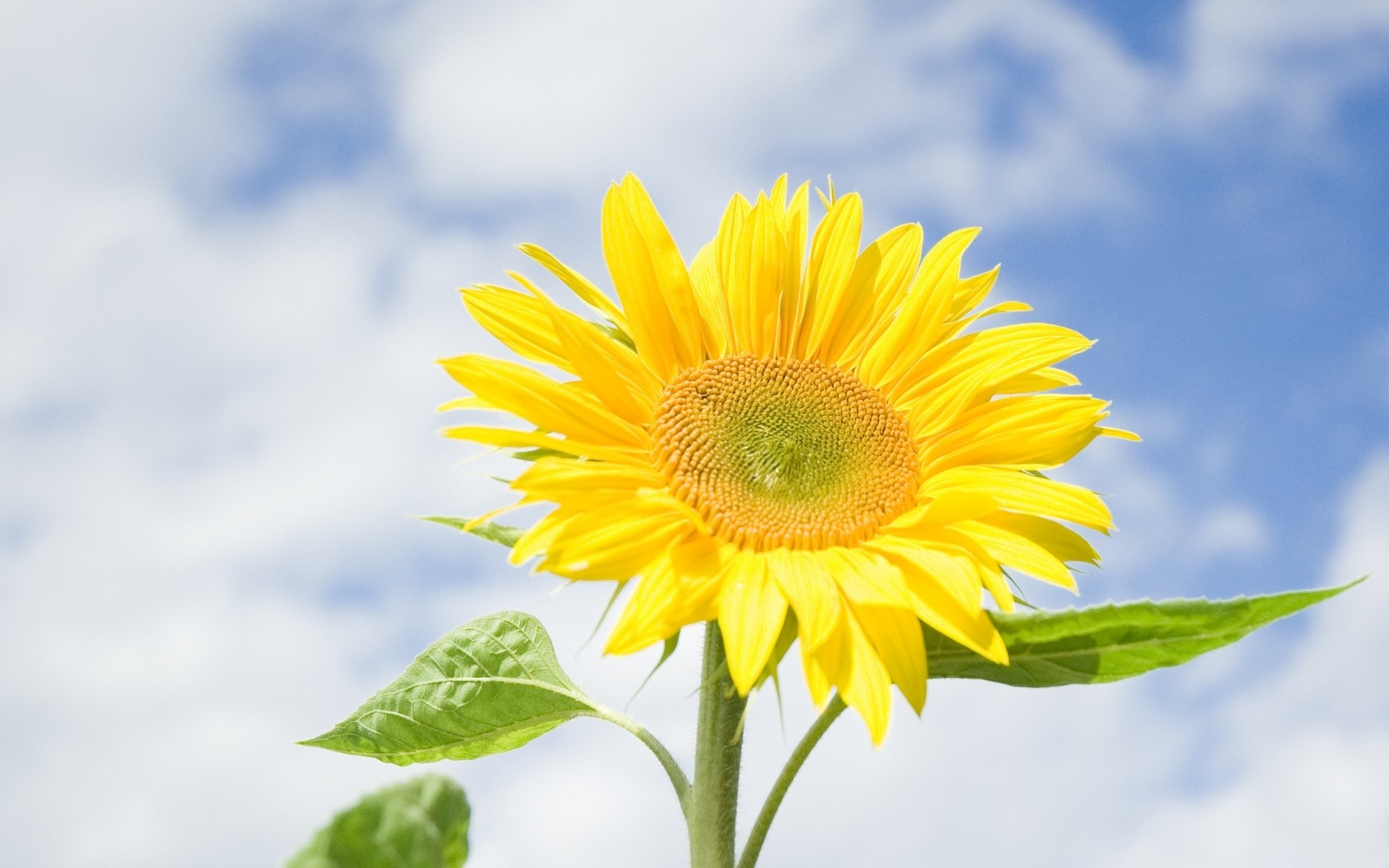 fiori fiore fiorellino girasole luminoso foglie cielo blu sfondo carta da parati widescreen a schermo intero widescreen widescreen