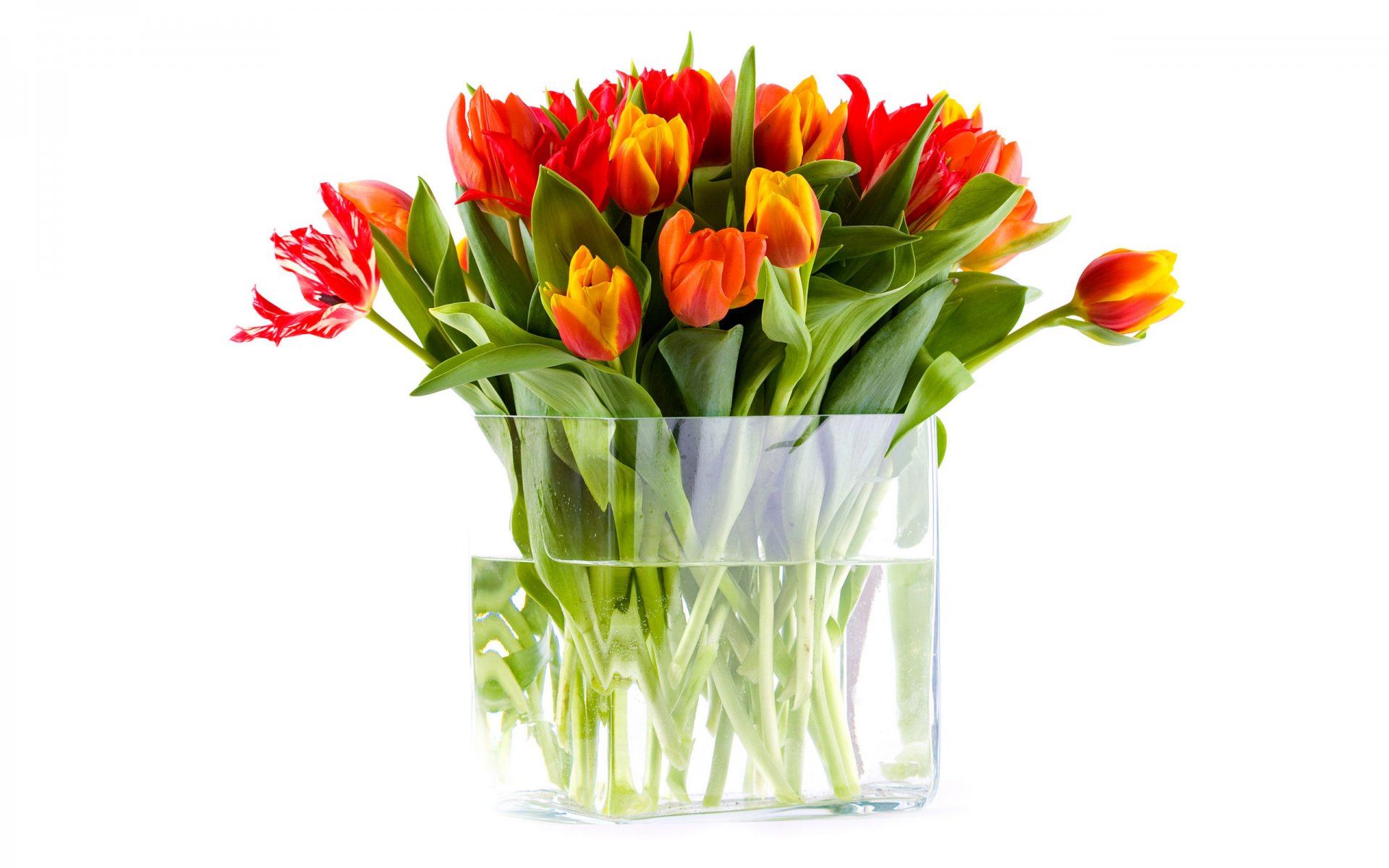 vaso acqua fiori bouquet tulipani