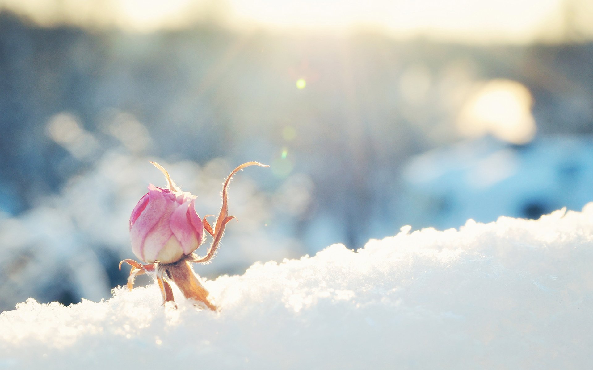 flower rose bud snow solar pink