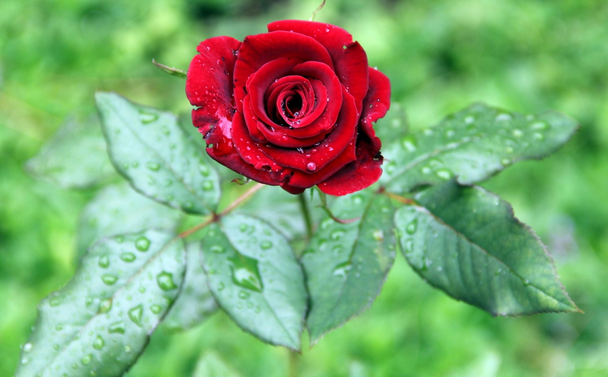 fiore bocciolo petali foglie rosa rosso