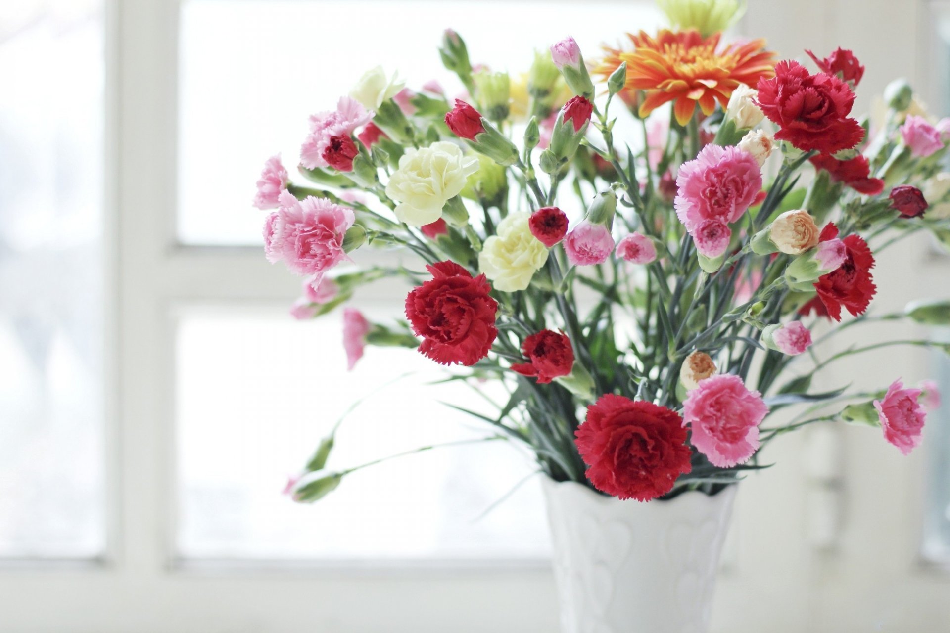 flower carnations vase miscellaneou