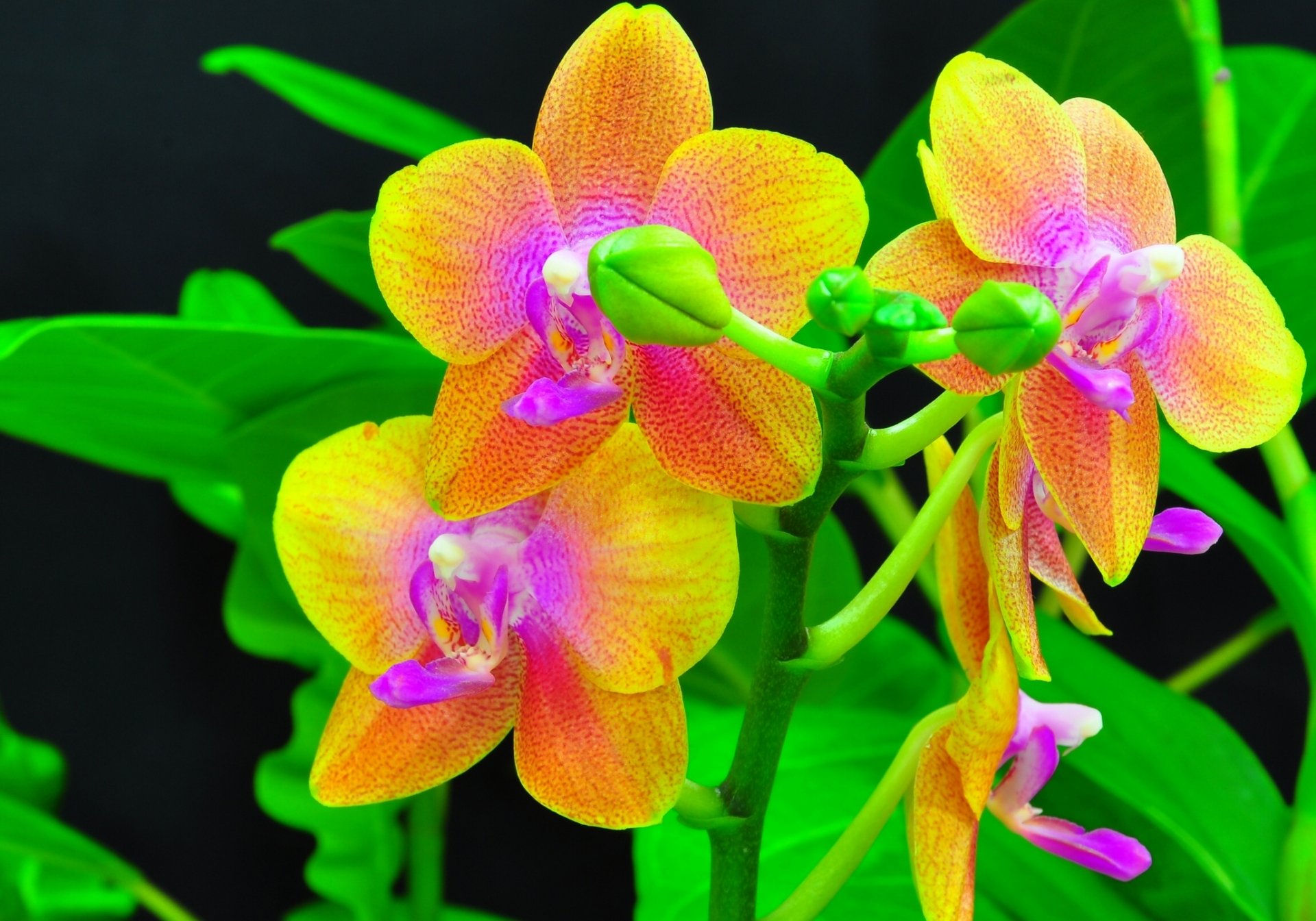 orchidee esotico boccioli ramo