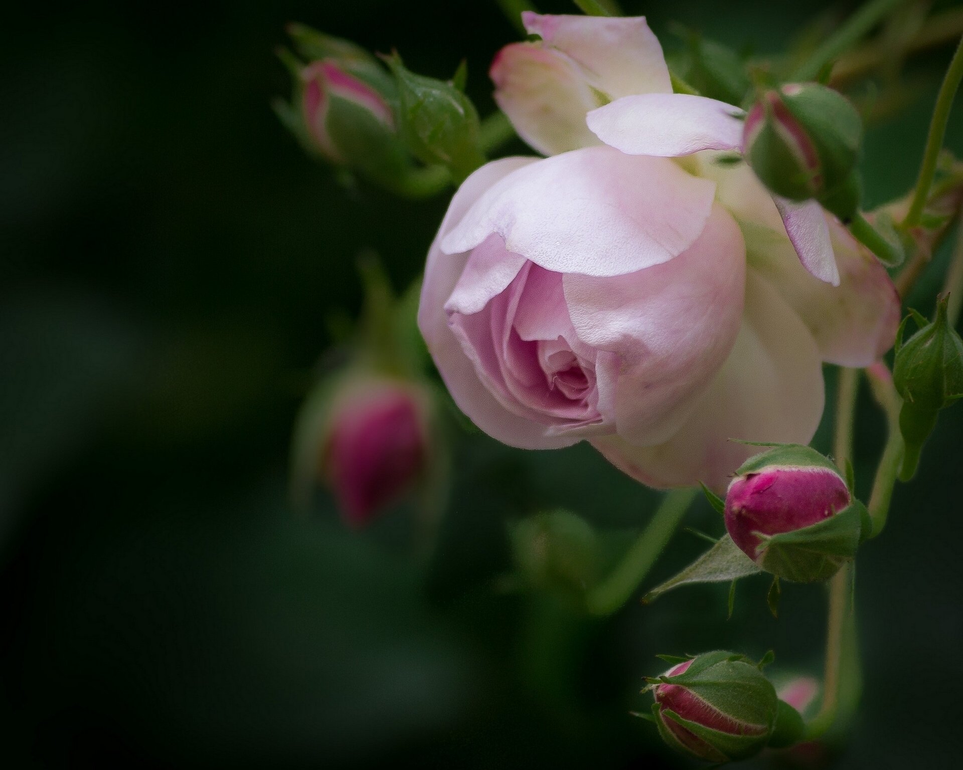 rose knospen blütenblätter makro