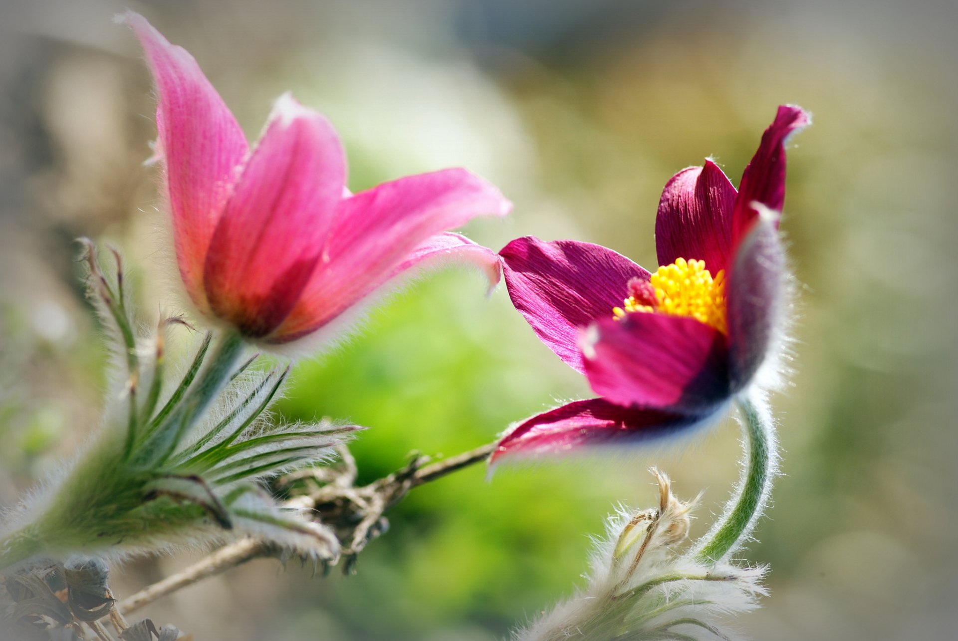 fleurs rose flou fond