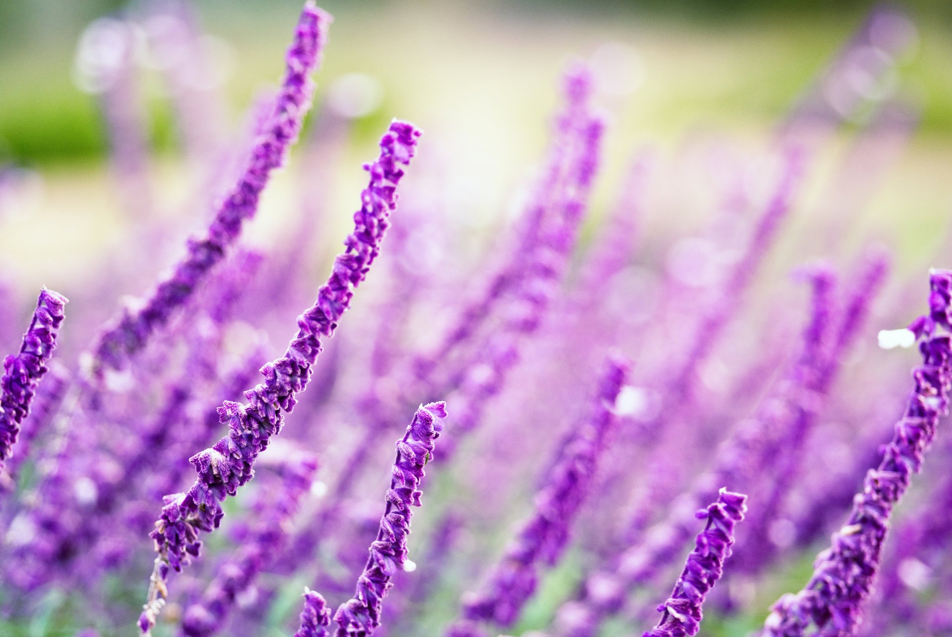 blumen blümchen lila makro unschärfe feld hintergrund tapete widescreen vollbild widescreen widescreen