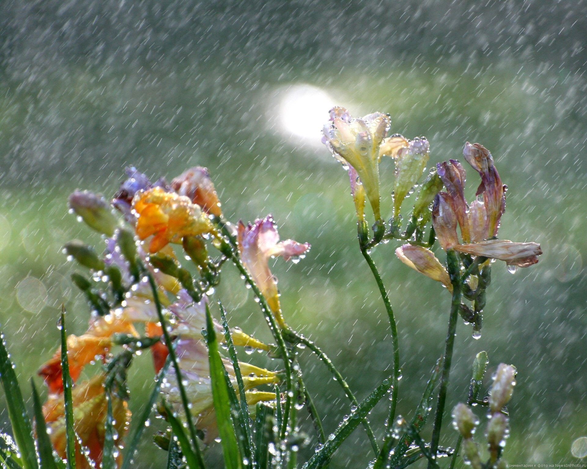 flores fresia lluvia gotas