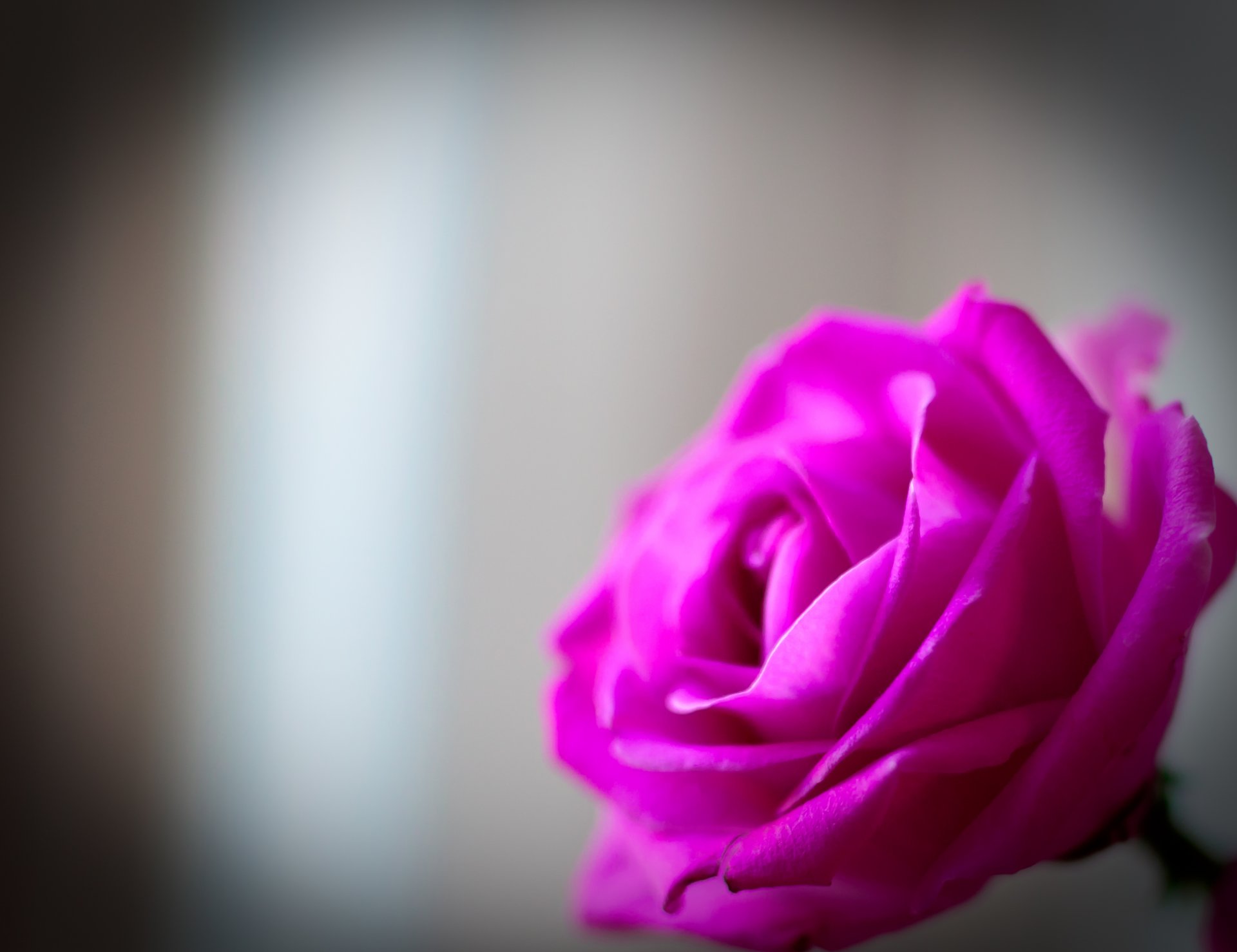 fiori fiore rosa rosetta rosa petali tenerezza macro sfondo carta da parati widescreen schermo intero widescreen