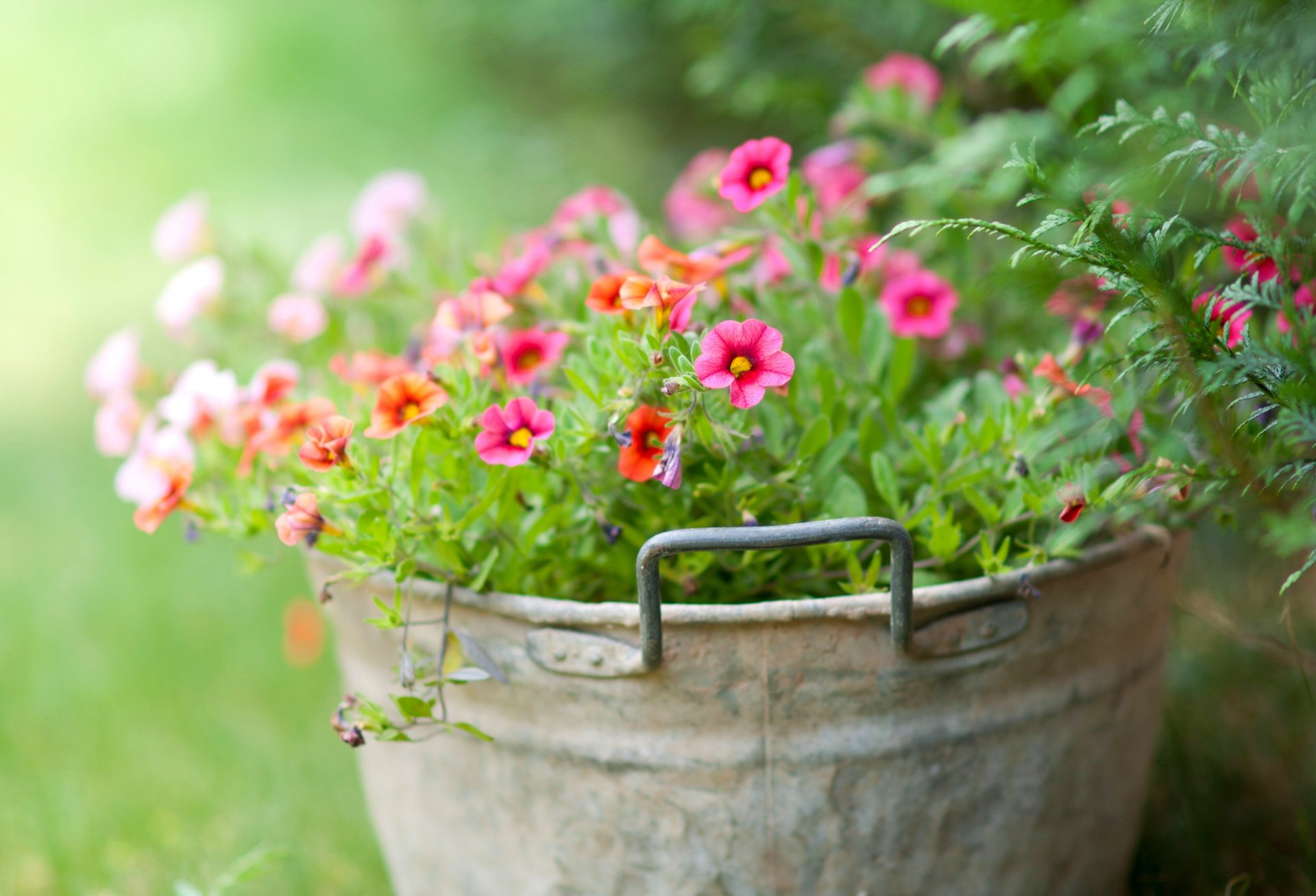 eimer blumen zärtlichkeit grüns