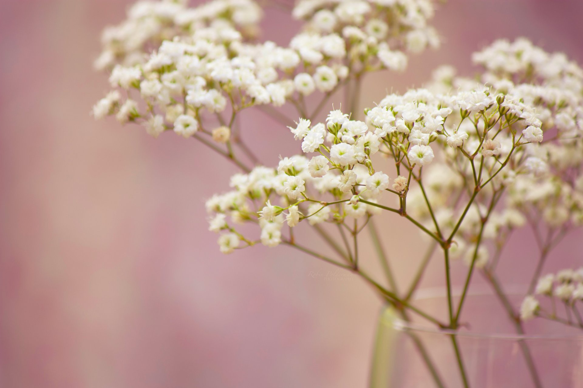 gypsophila fiori piccolo bianco ramo vaso macro