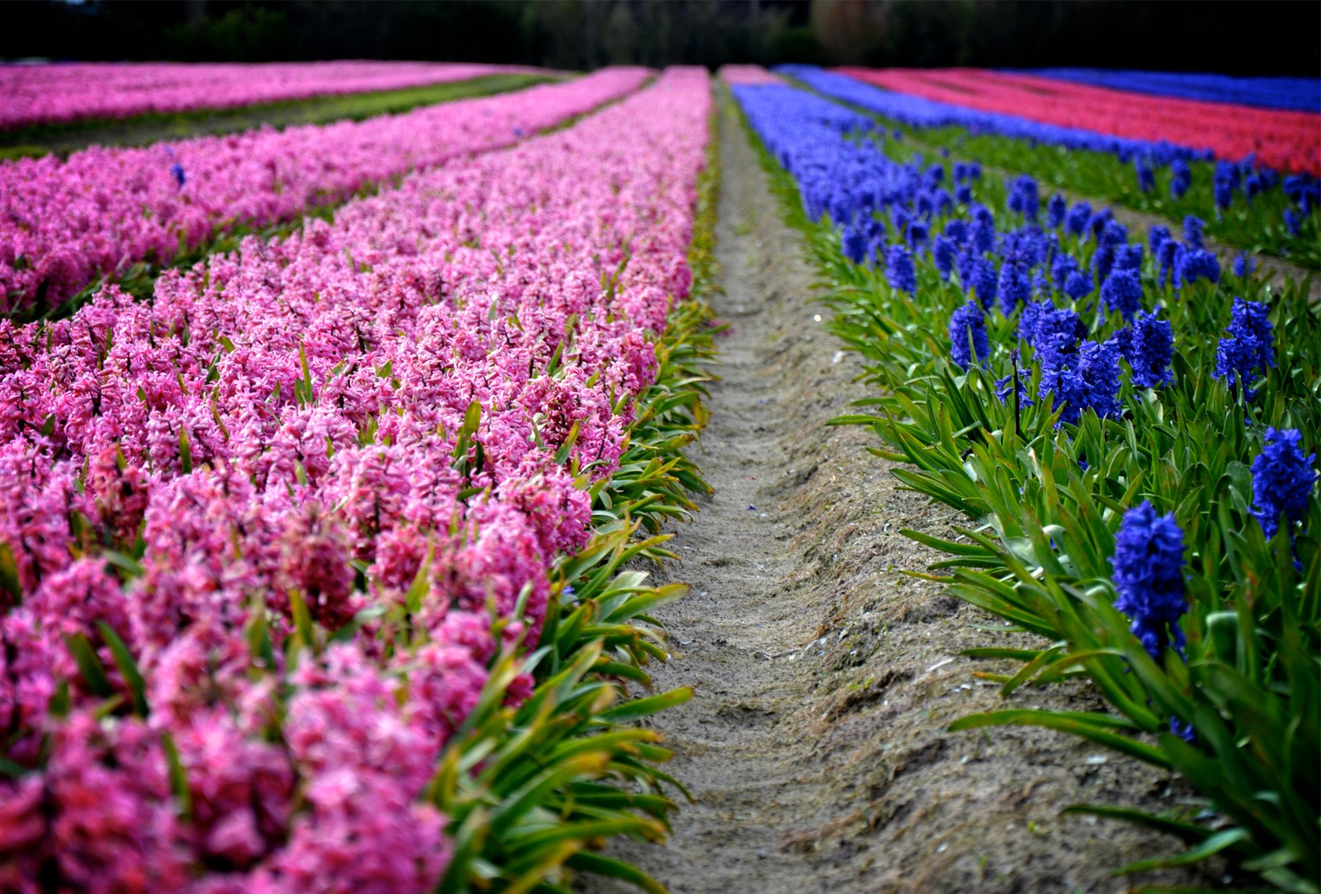 hyacinths spring flower plantation ranks pink purple