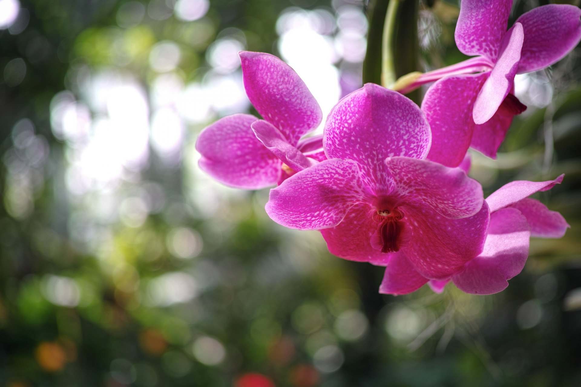 orchid crimson flower petals close up blur reflection