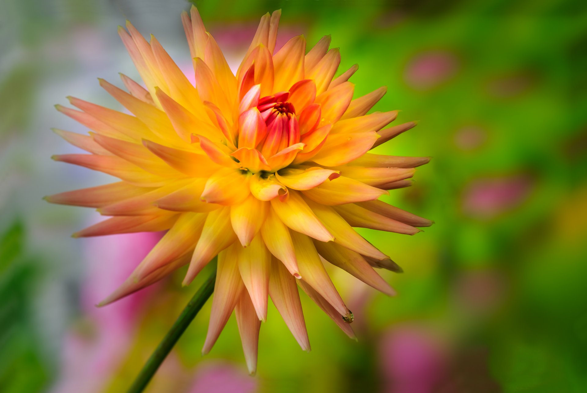 blume gelb-orange dahlie tropfen tautropfen hintergrund