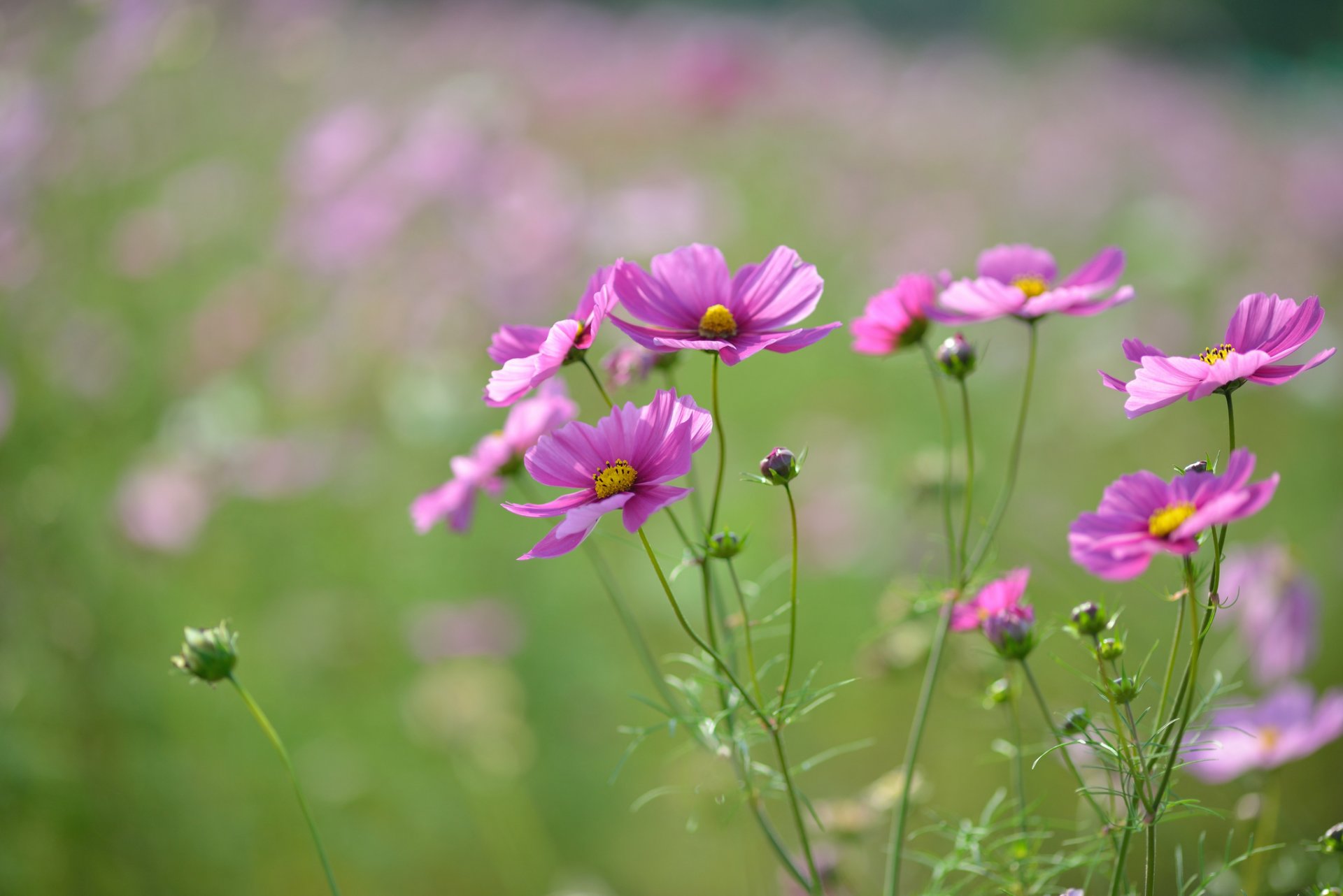 cosmea kwiaty różowe szkarłatne płatki pąki pole makro ostrość rozmycie