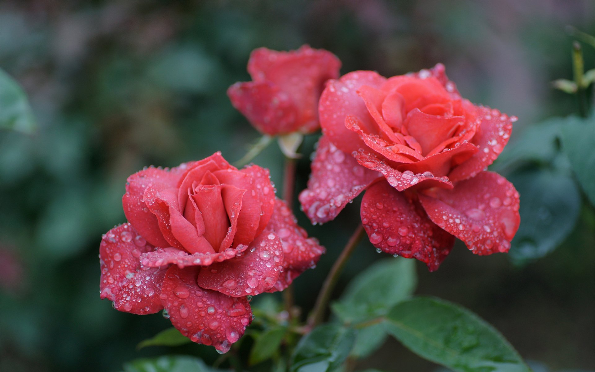 flower roses drops rosa green three pink