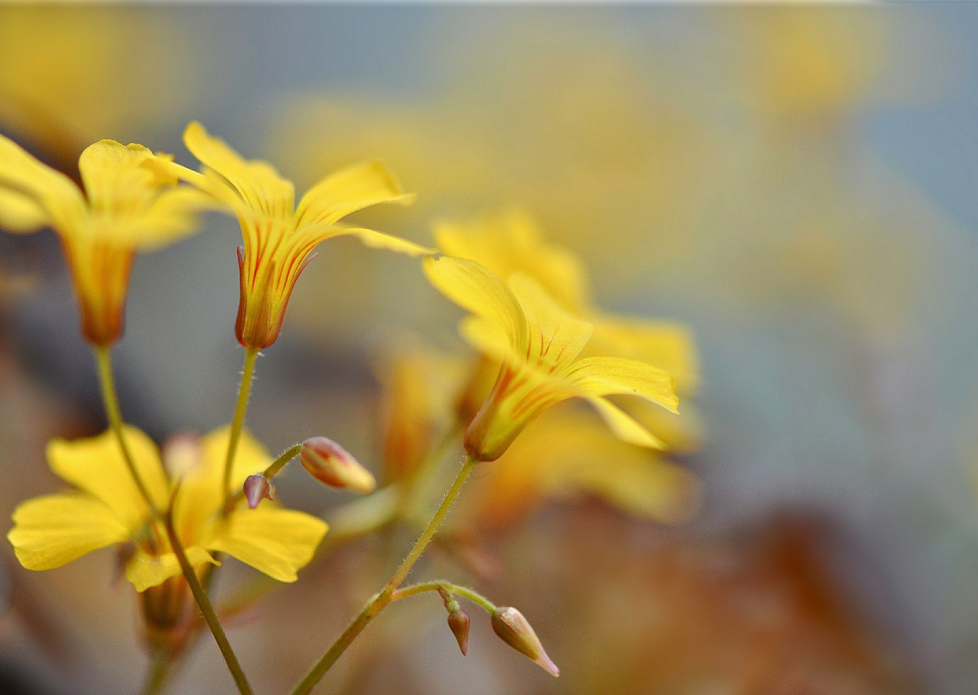 ramas flores amarillo brotes fondo