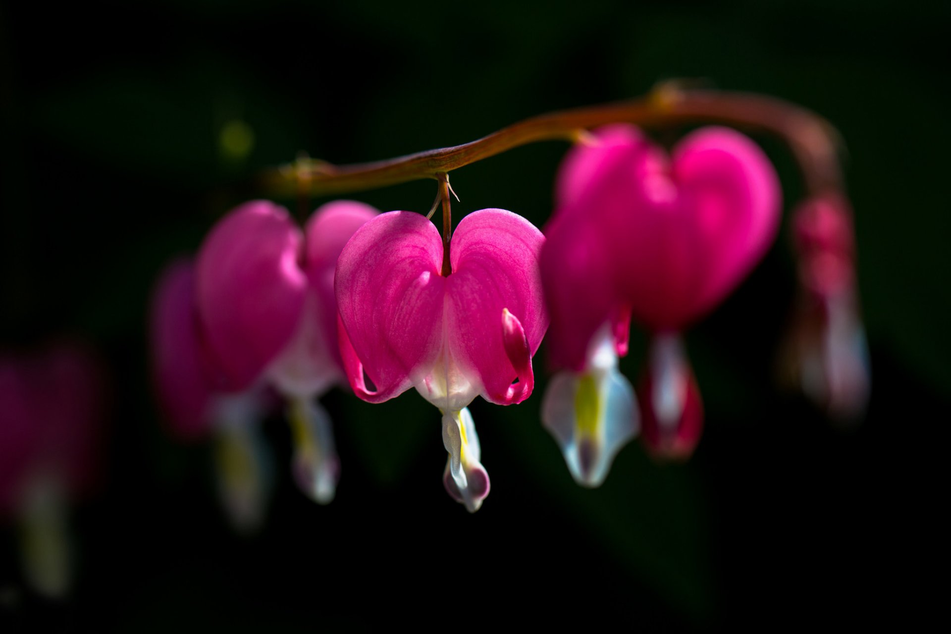 flores rosa corazón roto dicentra fondo oscuro