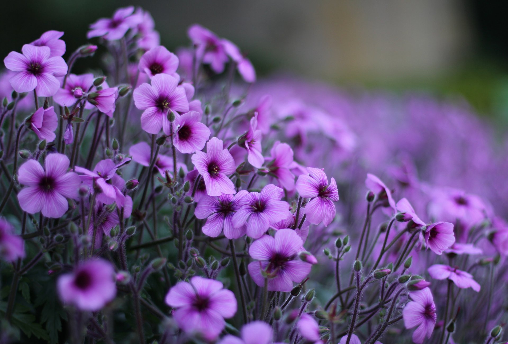 geranium oxalis purple flower petals field close up blur