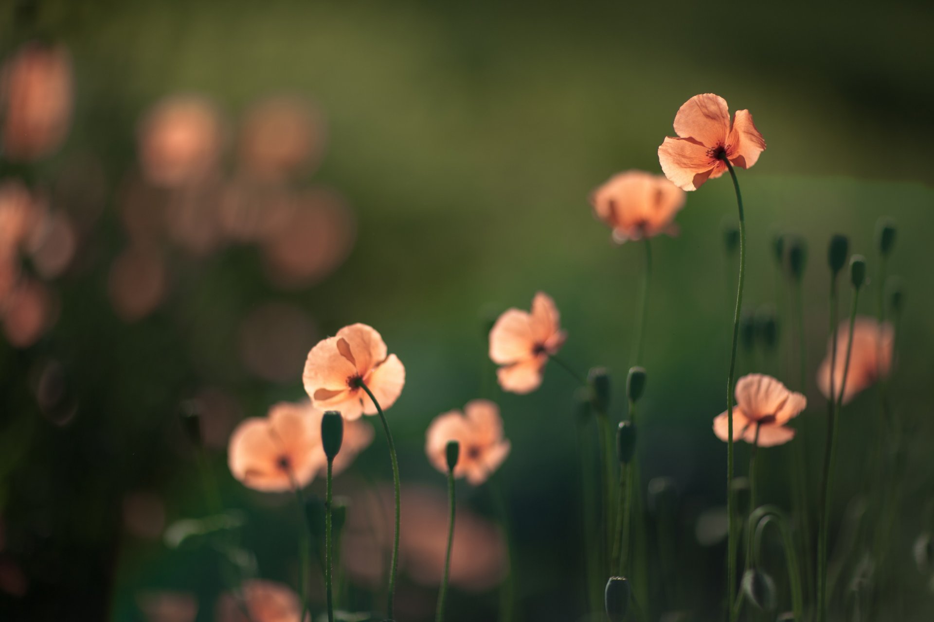 fleurs coquelicots lumière fond