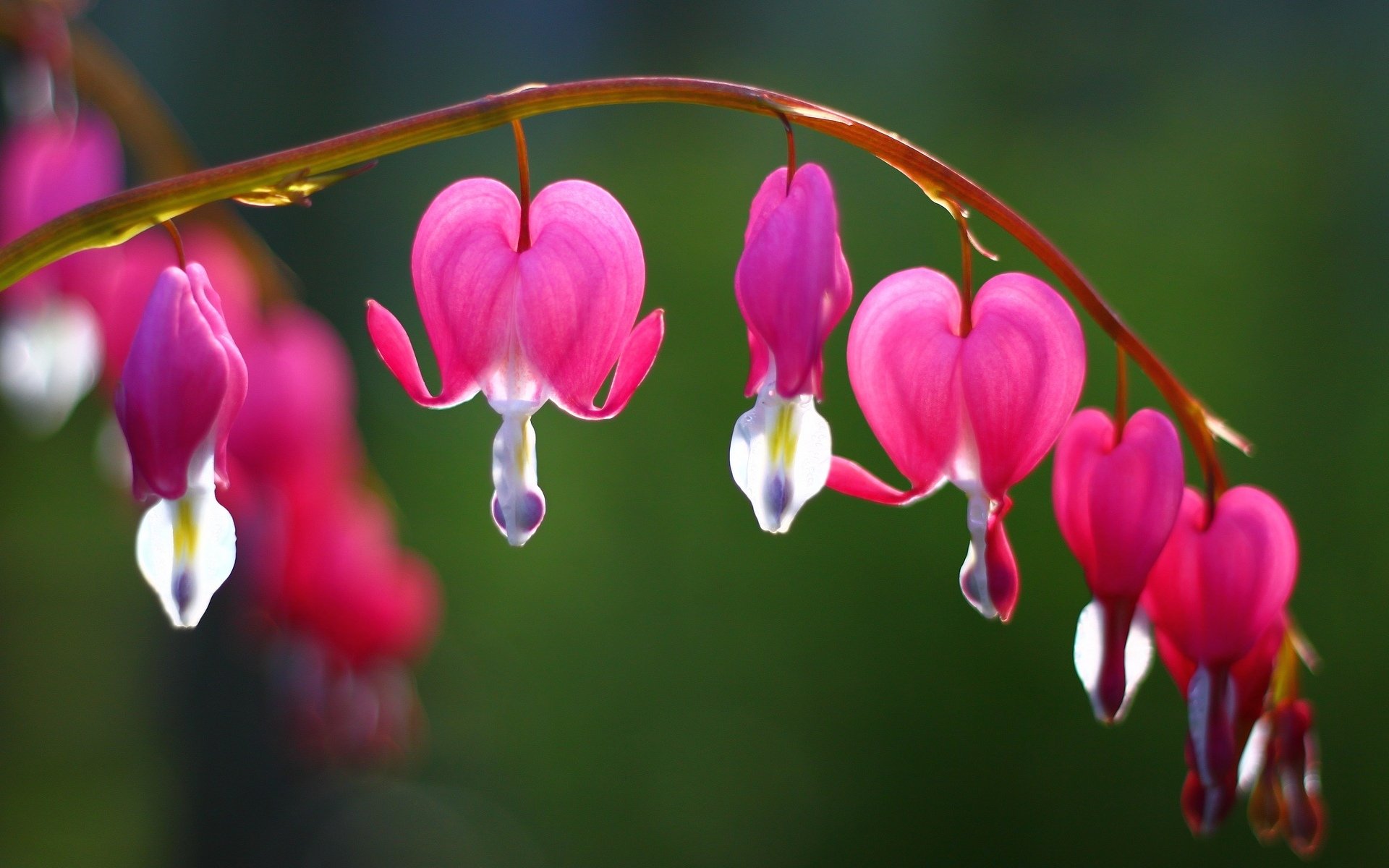 fiori fiori cuore spezzato cuore piangente rosa ramo albero sfondo sfocatura carta da parati widescreen schermo intero widescreen