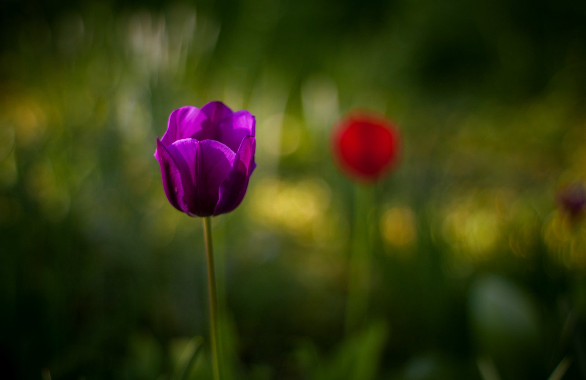 tulip purple flower close up blur