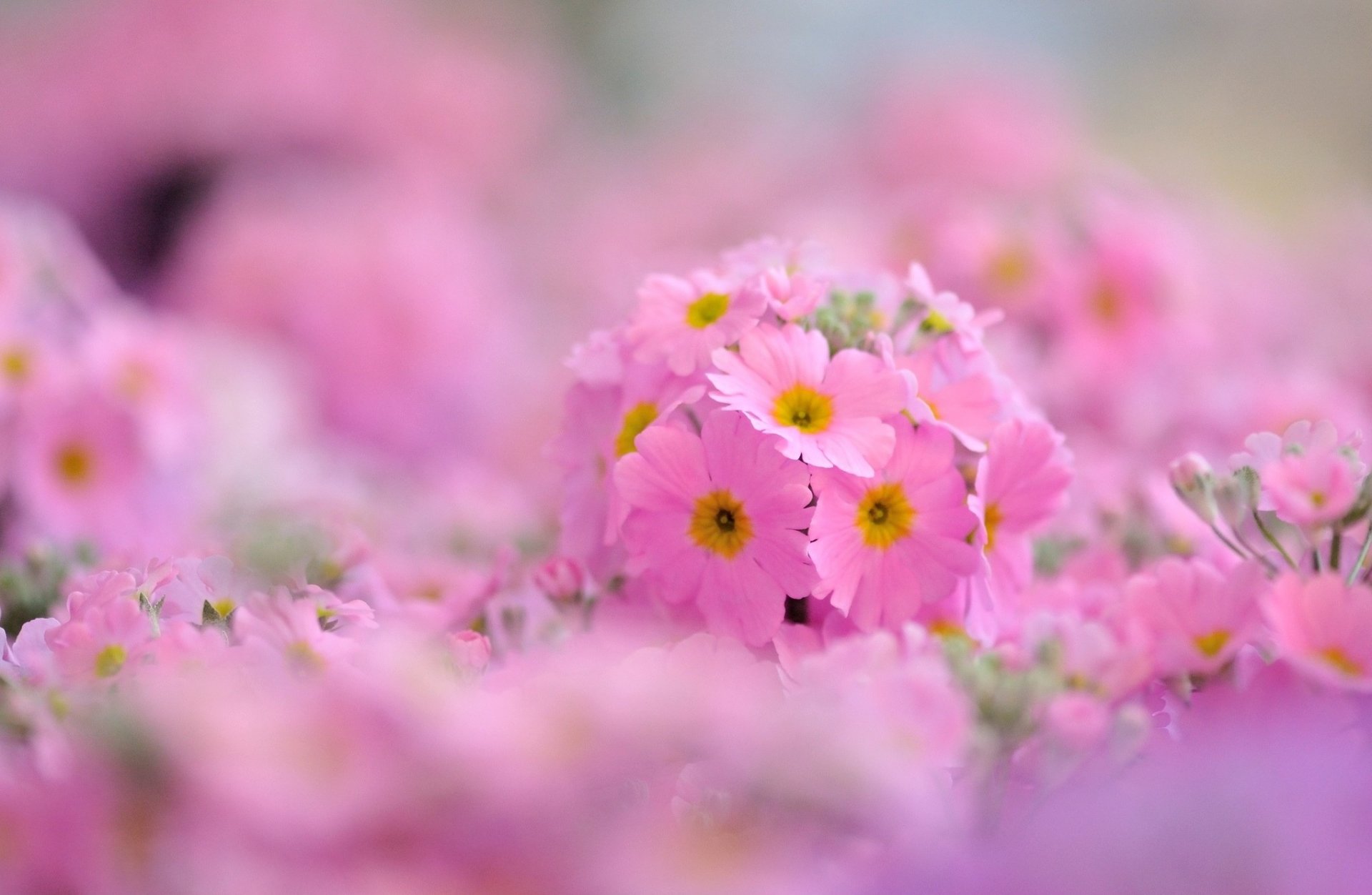 fiori fiori primula primula rosa macro sfondo carta da parati widescreen schermo intero widescreen widescreen