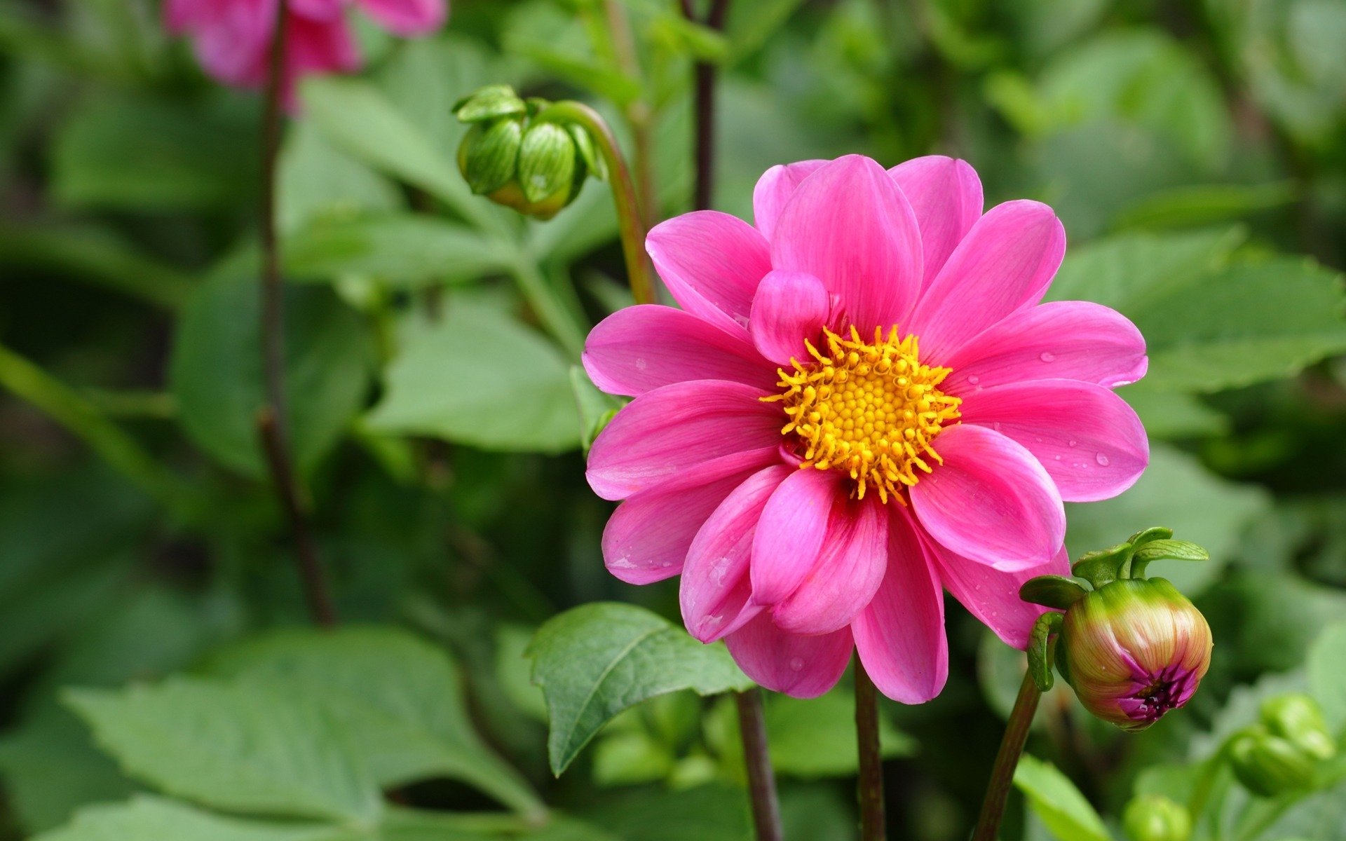 fleur dahlia rose bourgeons feuilles verdure