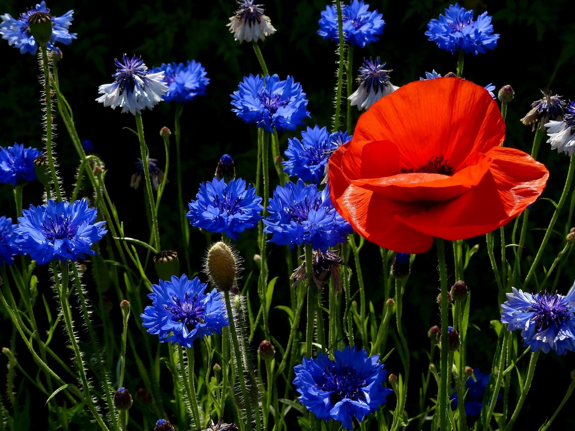 poppy cornflowers meadow