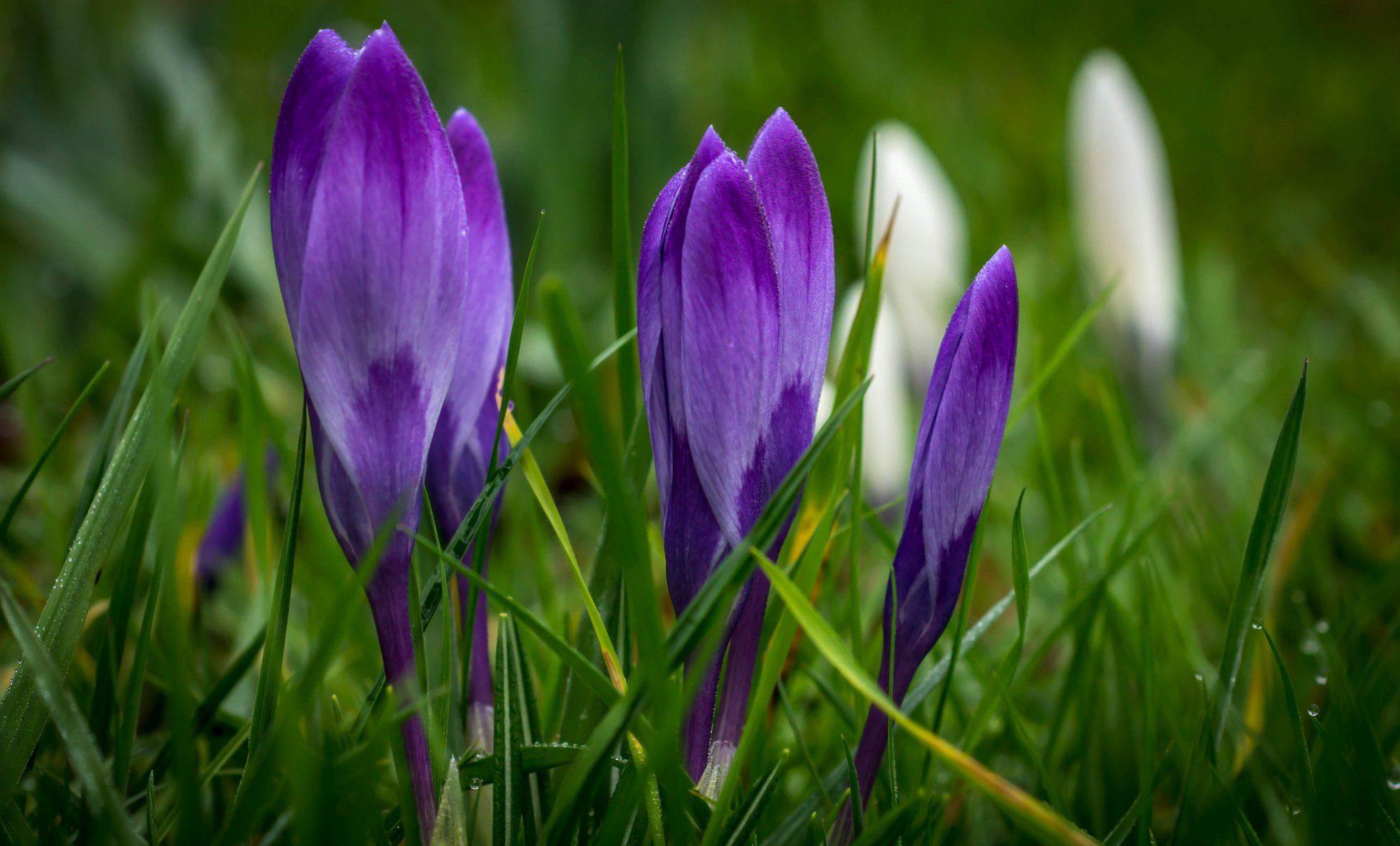 crocus violet fleurs printemps herbe