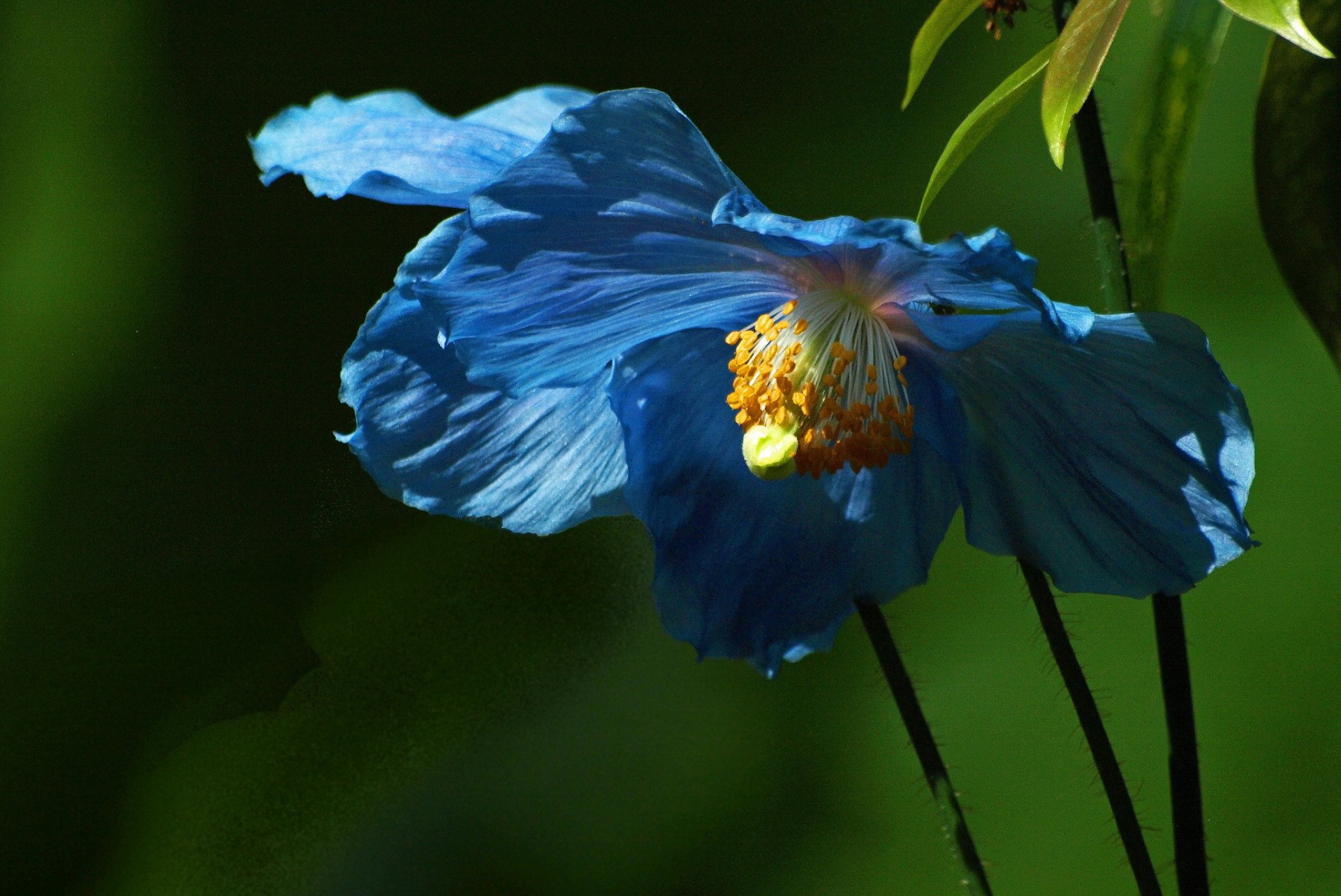 blume blau blätter hintergrund