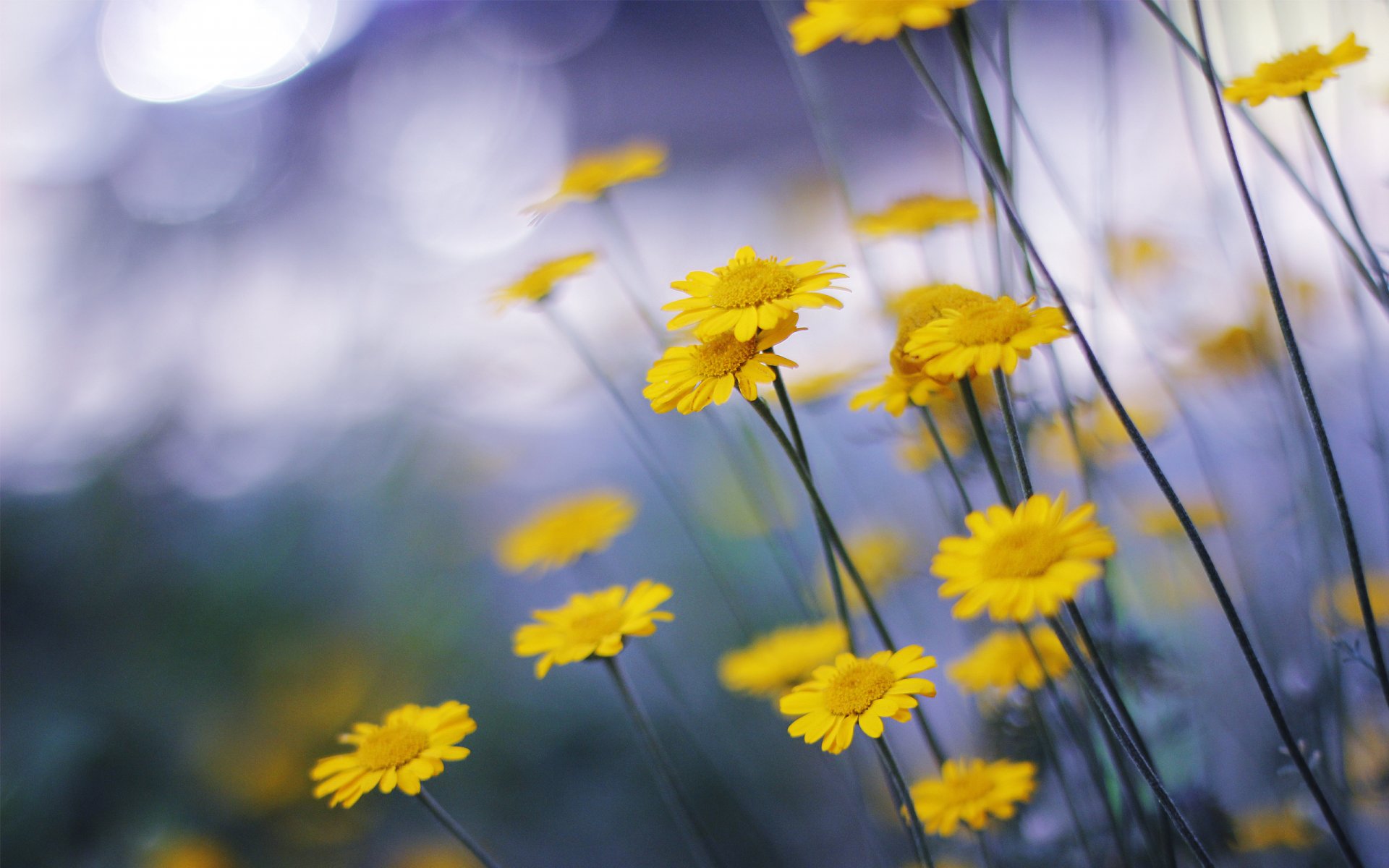 chamomile flower yellow close up nature