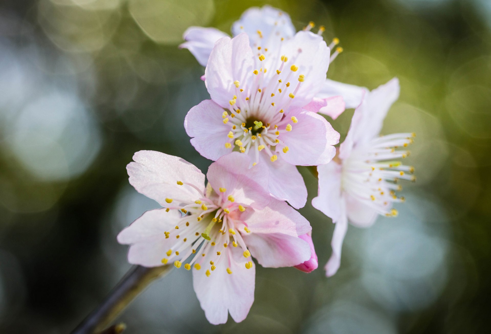 rama flores rosa sakura reflejos bokeh