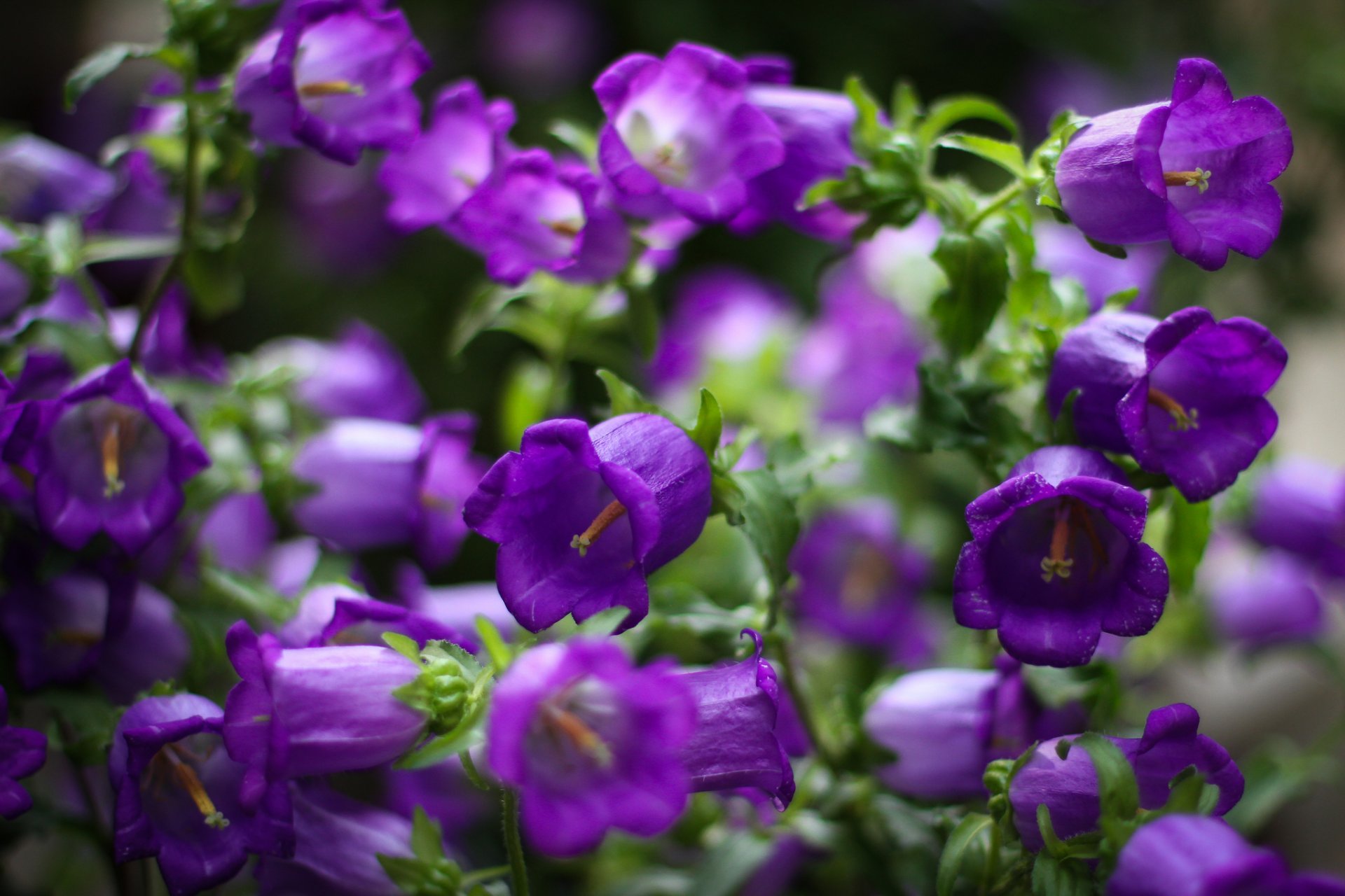 glocken blumen lila blütenblätter makro fokus