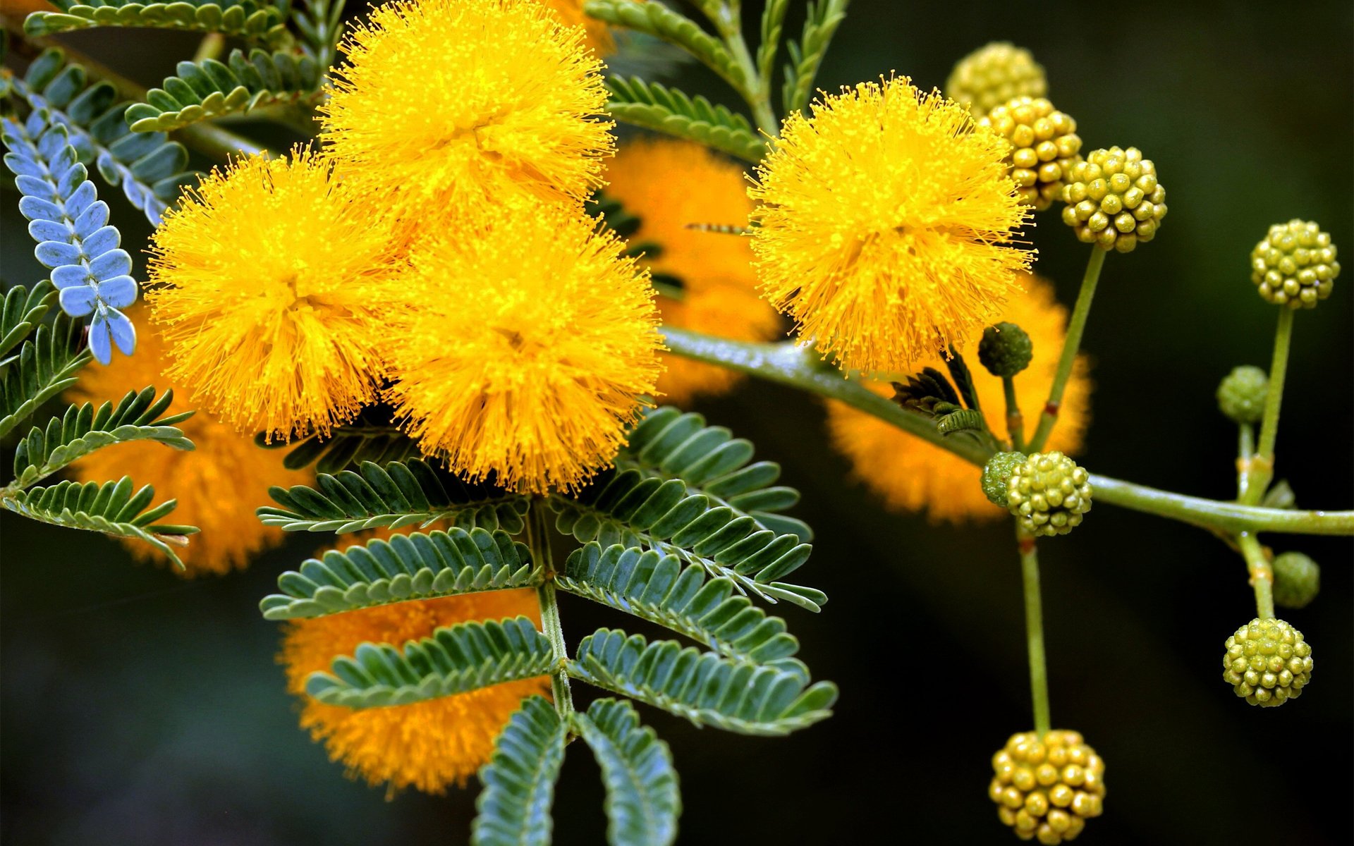 printemps mimosa arbre jaune bourgeons