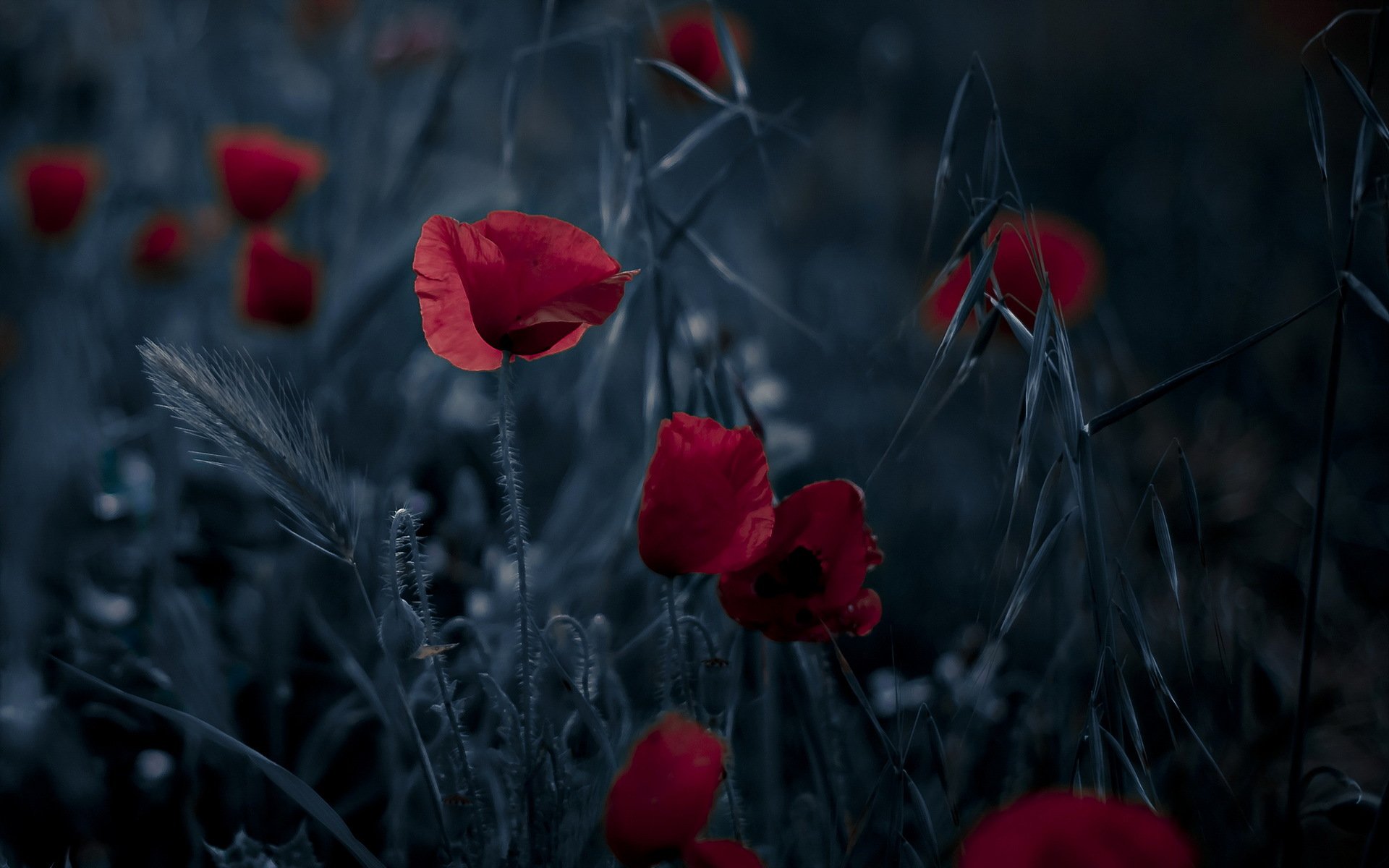 fleurs coquelicots nature fond