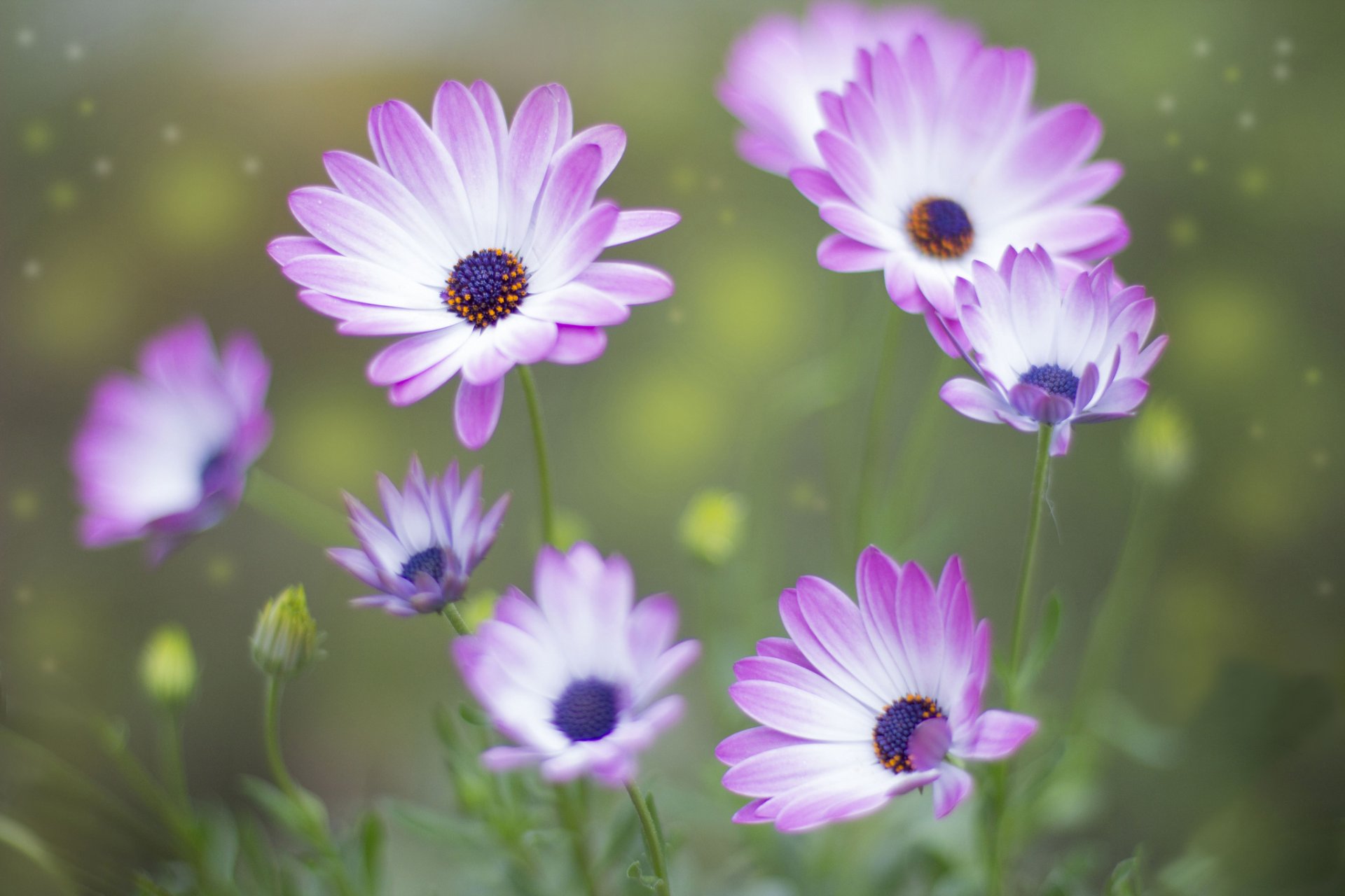 flores blanco-rosa brotes fondo