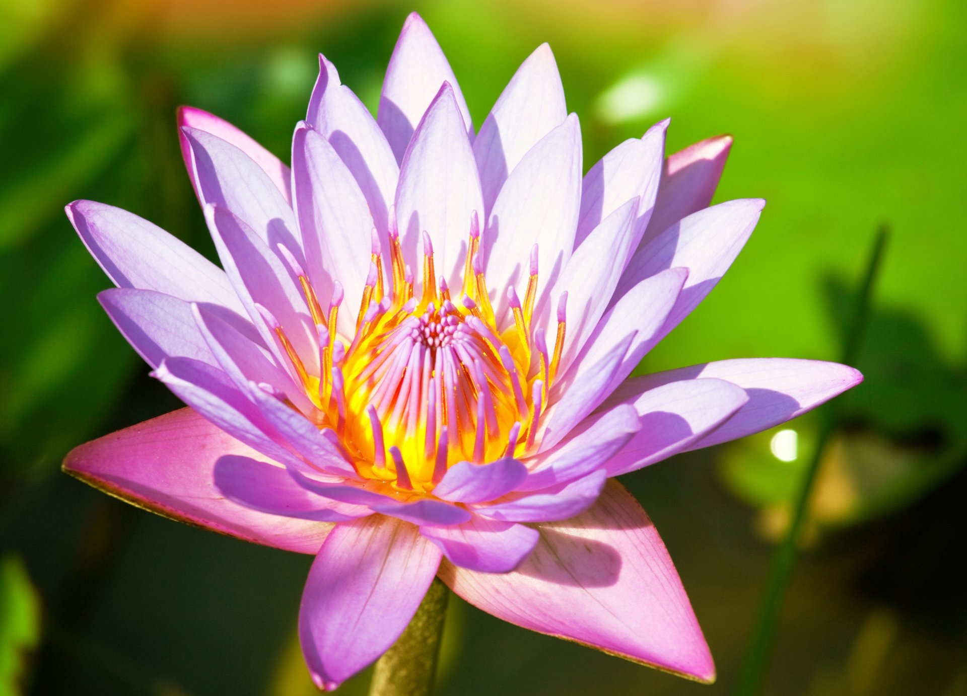 lily pink flower lotus water lily the stem petals green leave