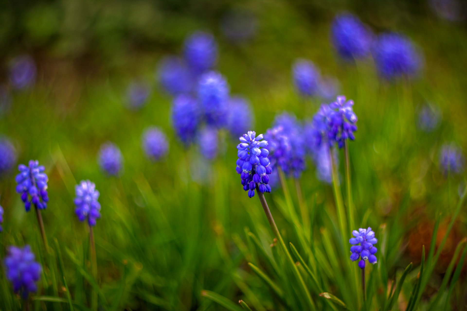 muscari flower blue close up blur