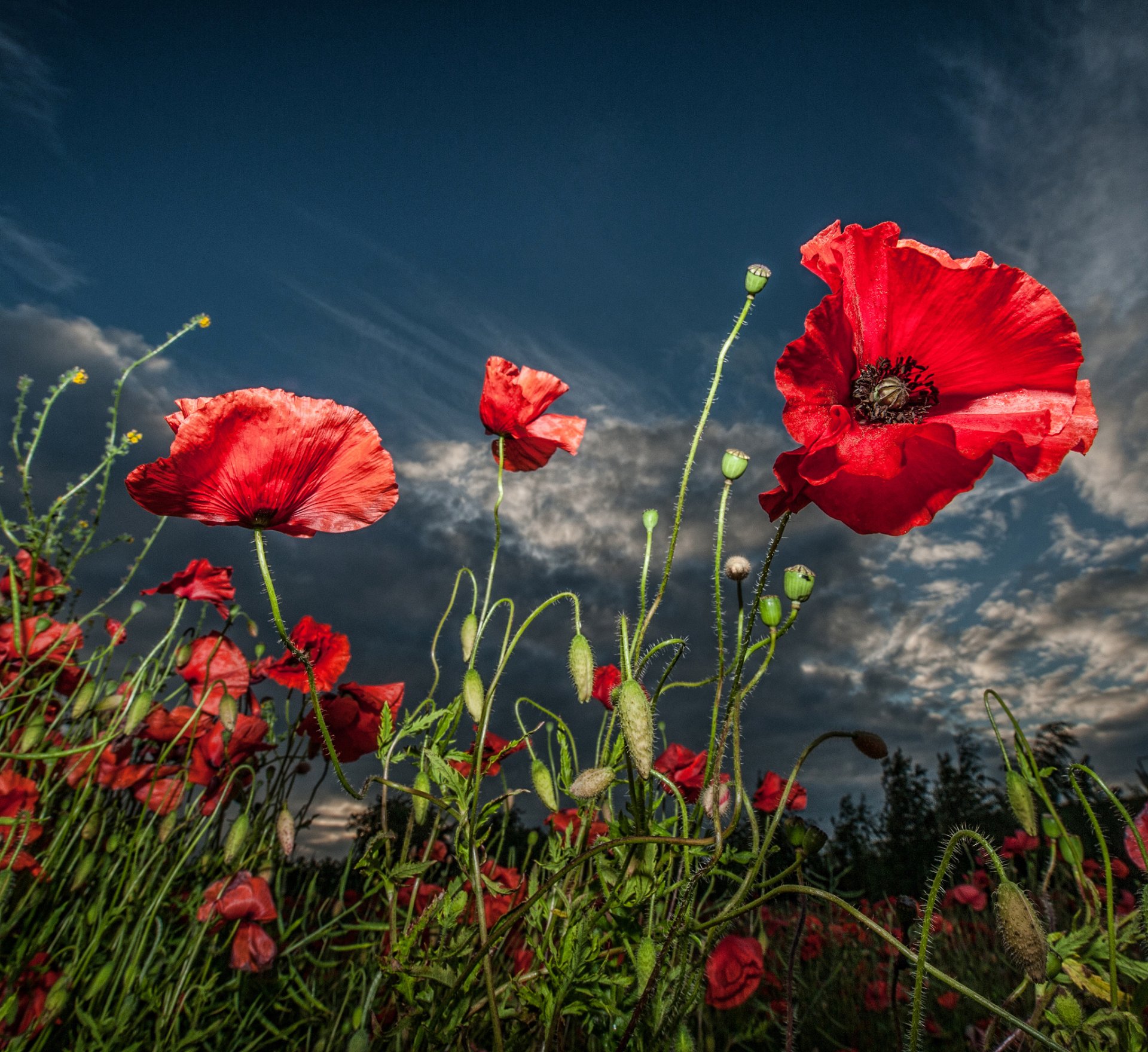 fleurs coquelicots rouge fond