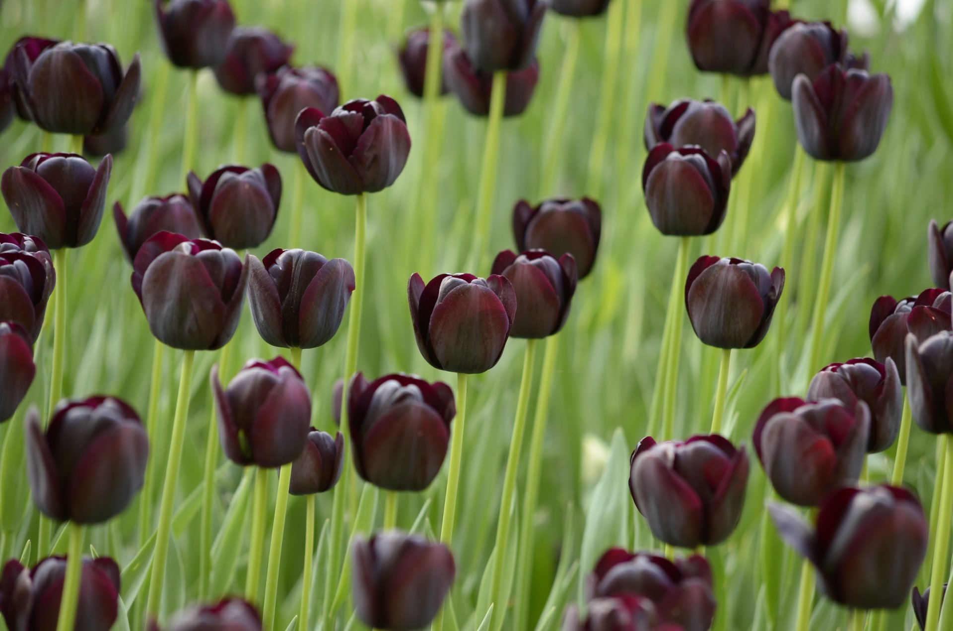 tulipes sombre noir champ noir