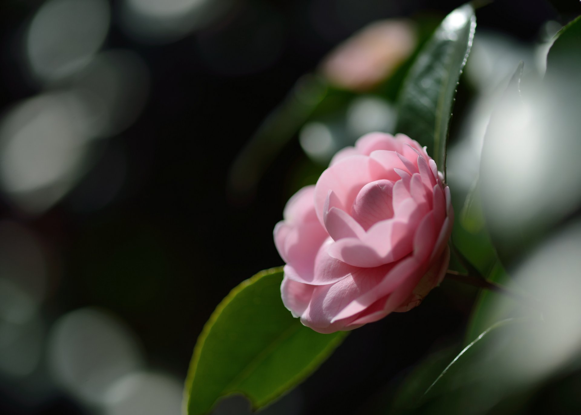 kamelie rosa blume blütenblätter zärtlichkeit makro blendung fokus