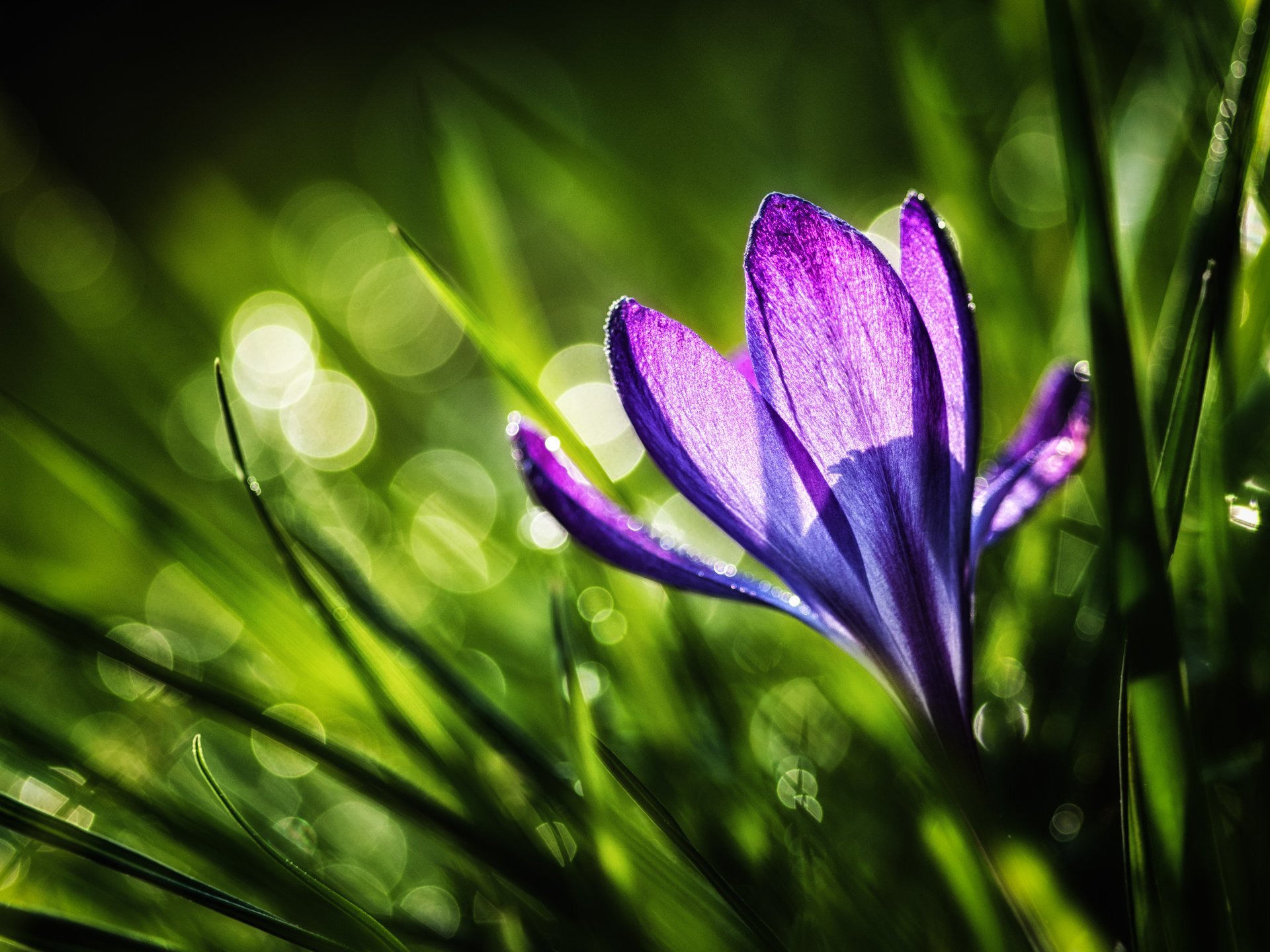 crocus printemps herbe fleur pourpre nature soleil lumière