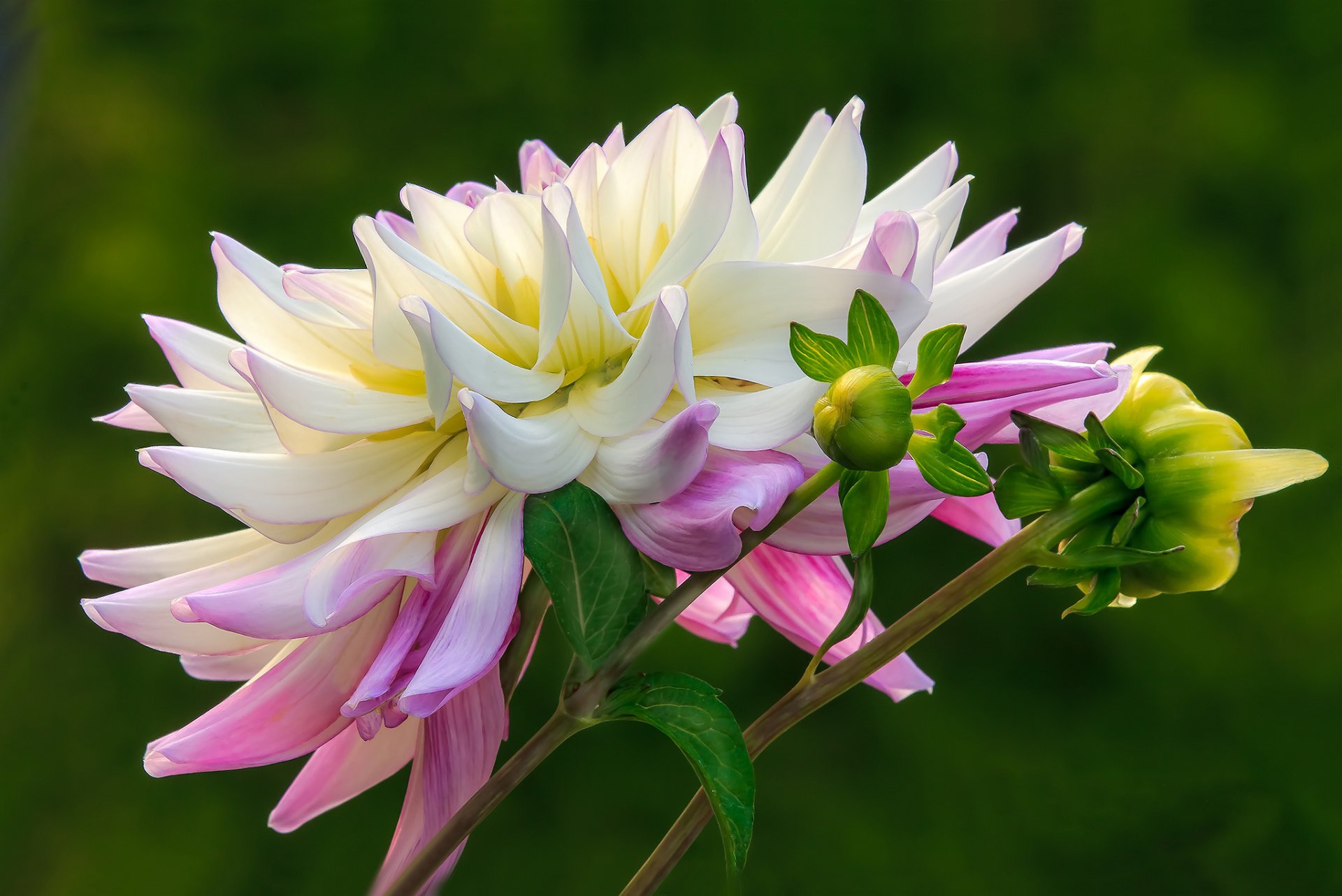 fleur blanc et rose dahlia bourgeons fond