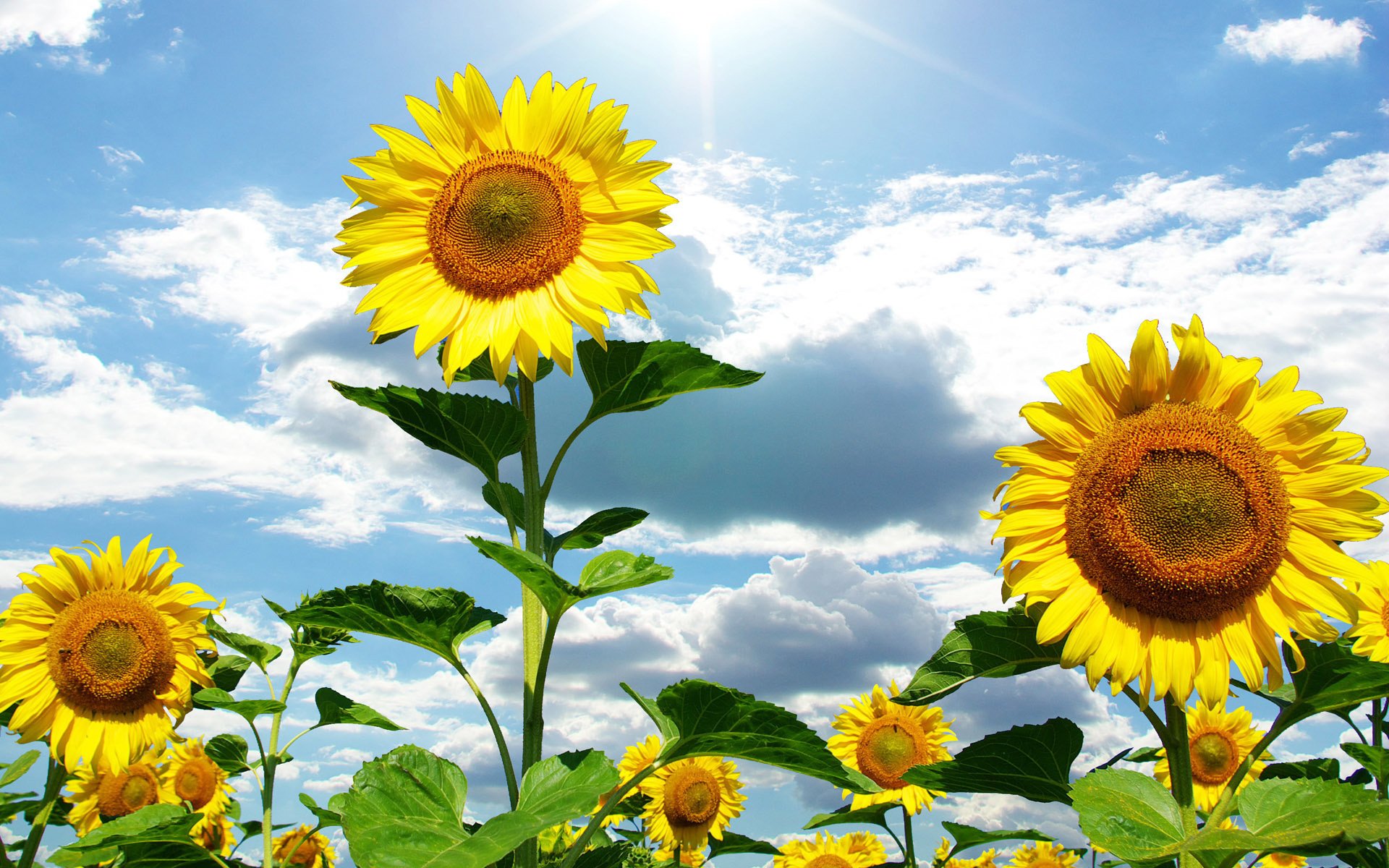 girasoles flores verano cielo nubes sol naturaleza