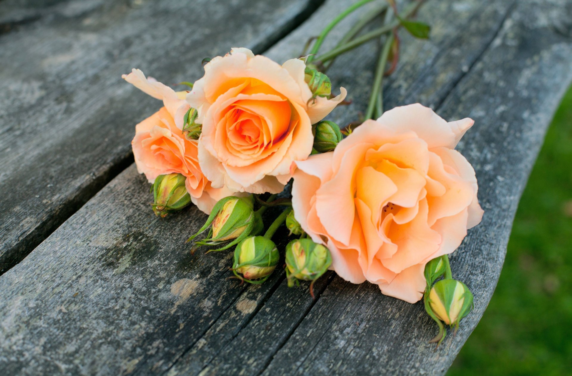 blumen blümchen orange blütenblätter sanft grün hintergrund tapete widescreen vollbild widescreen widescreen