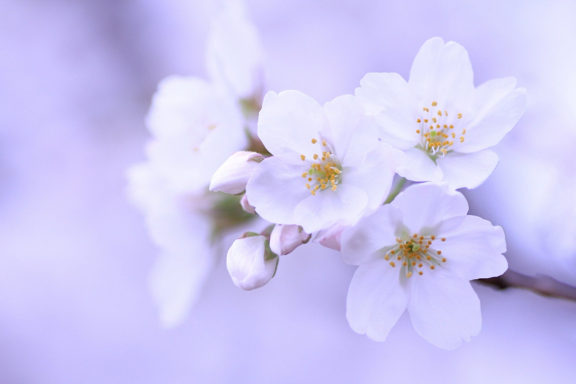 sakura wiśnia drzewo gałązka białe kwiaty płatki pąki makro liliowe tło