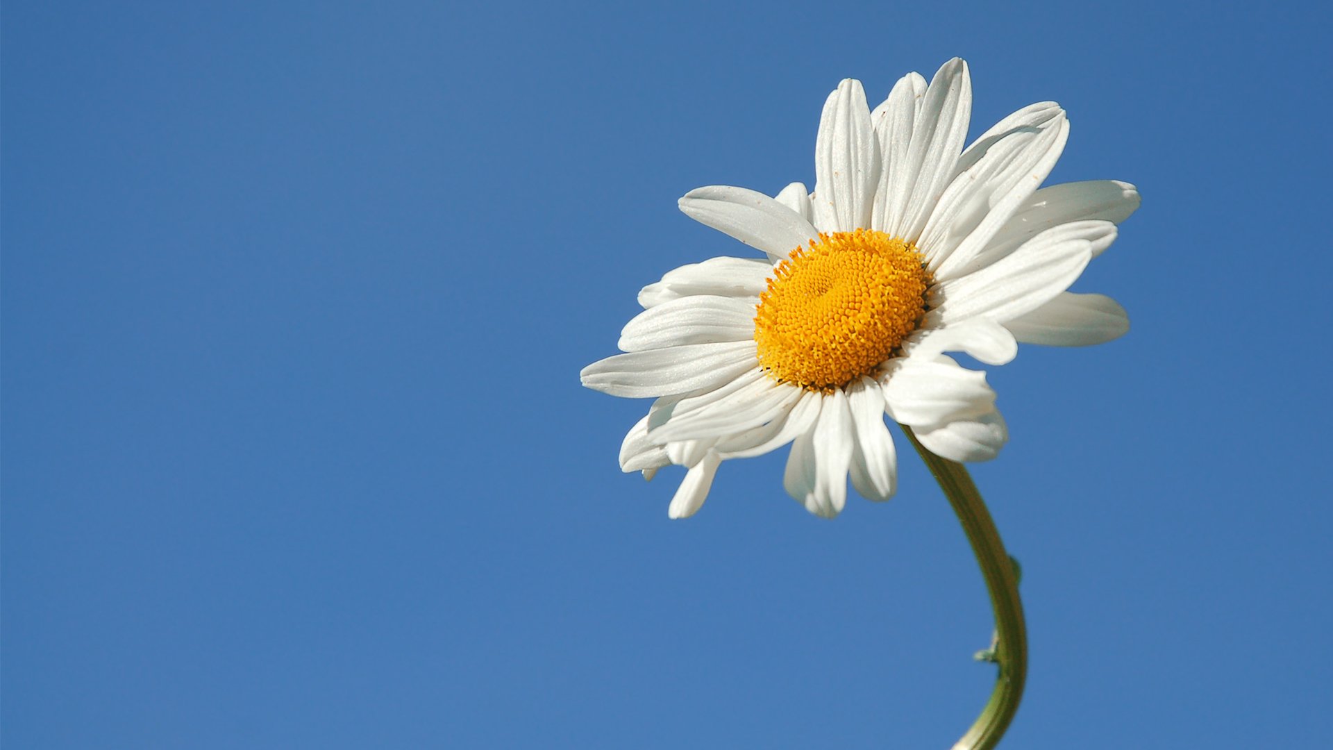 daisy flower sky summer