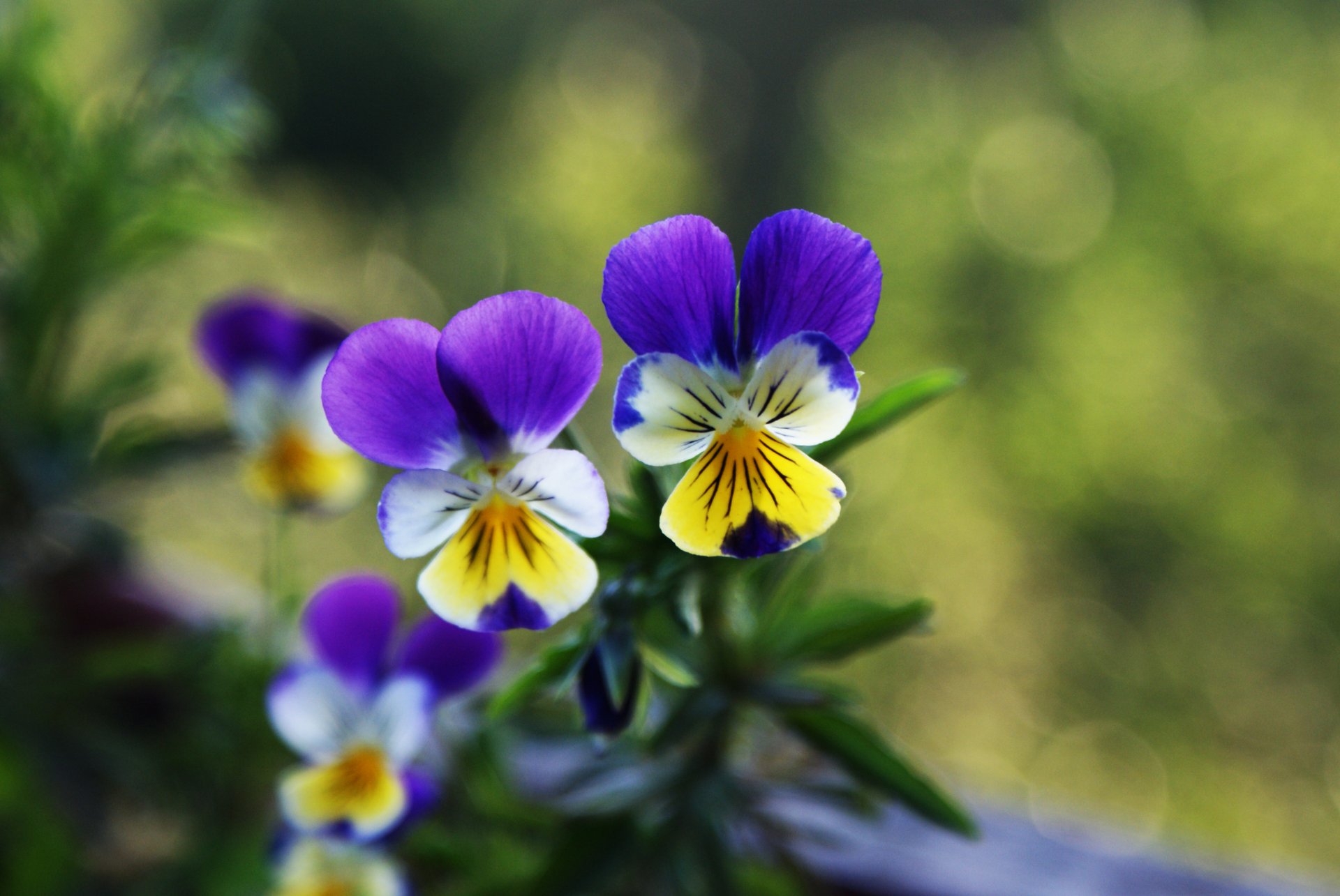 pansy purple two