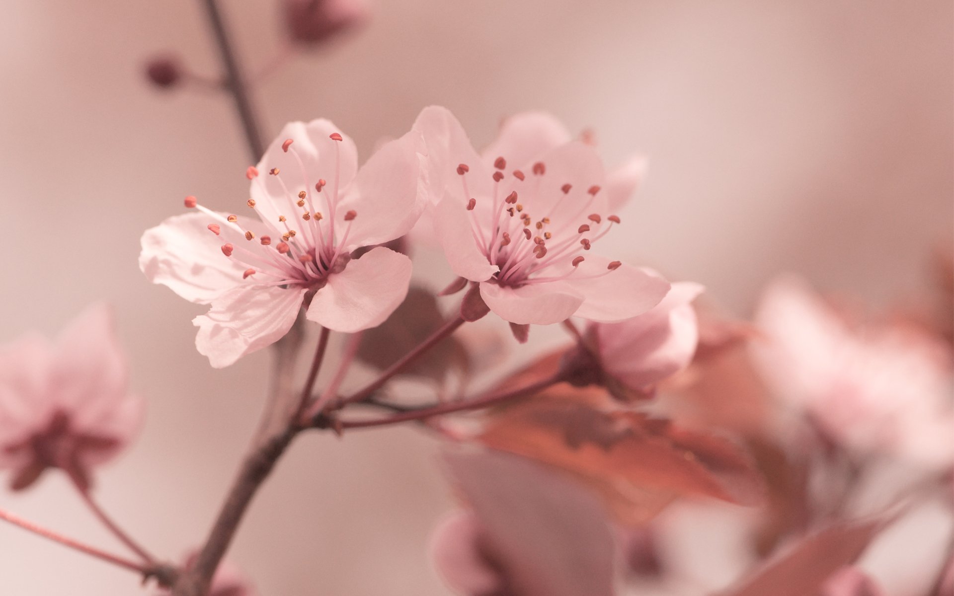 blumen sakura frühling rosa makro